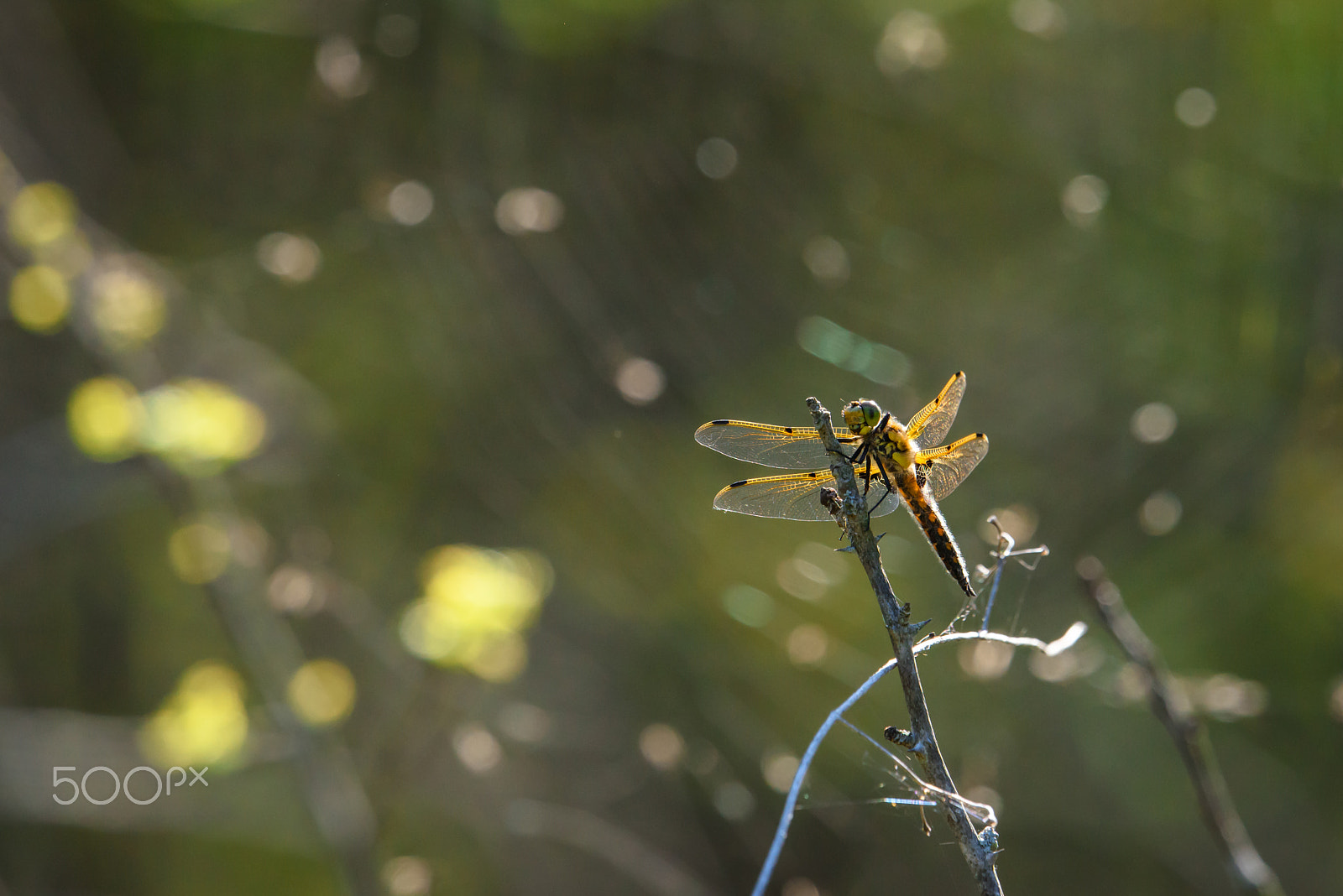 Nikon AF-S Nikkor 500mm F4E FL ED VR sample photo. Dragonfly rests by a web photography