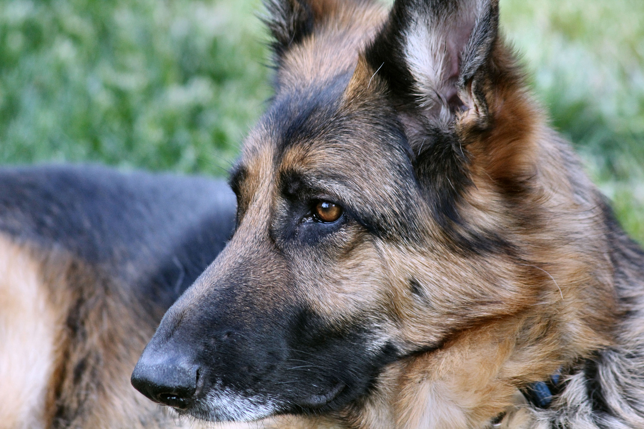 Canon EF 75-300mm F4.0-5.6 IS USM sample photo. Zoey 2 photography