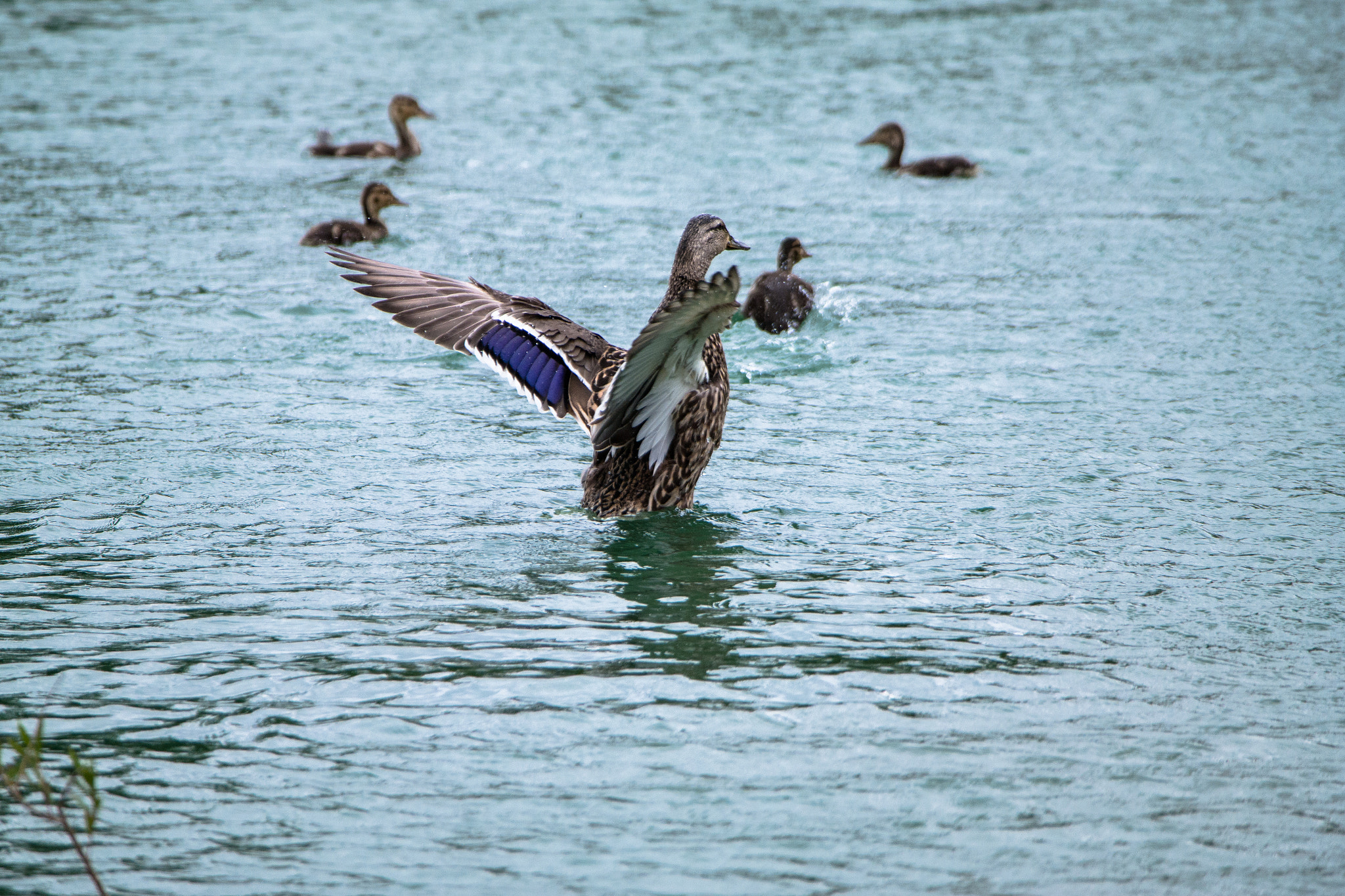 Samsung NX300 + Samsung NX 50-200mm F4-5.6 ED OIS sample photo. Mid-flight photography