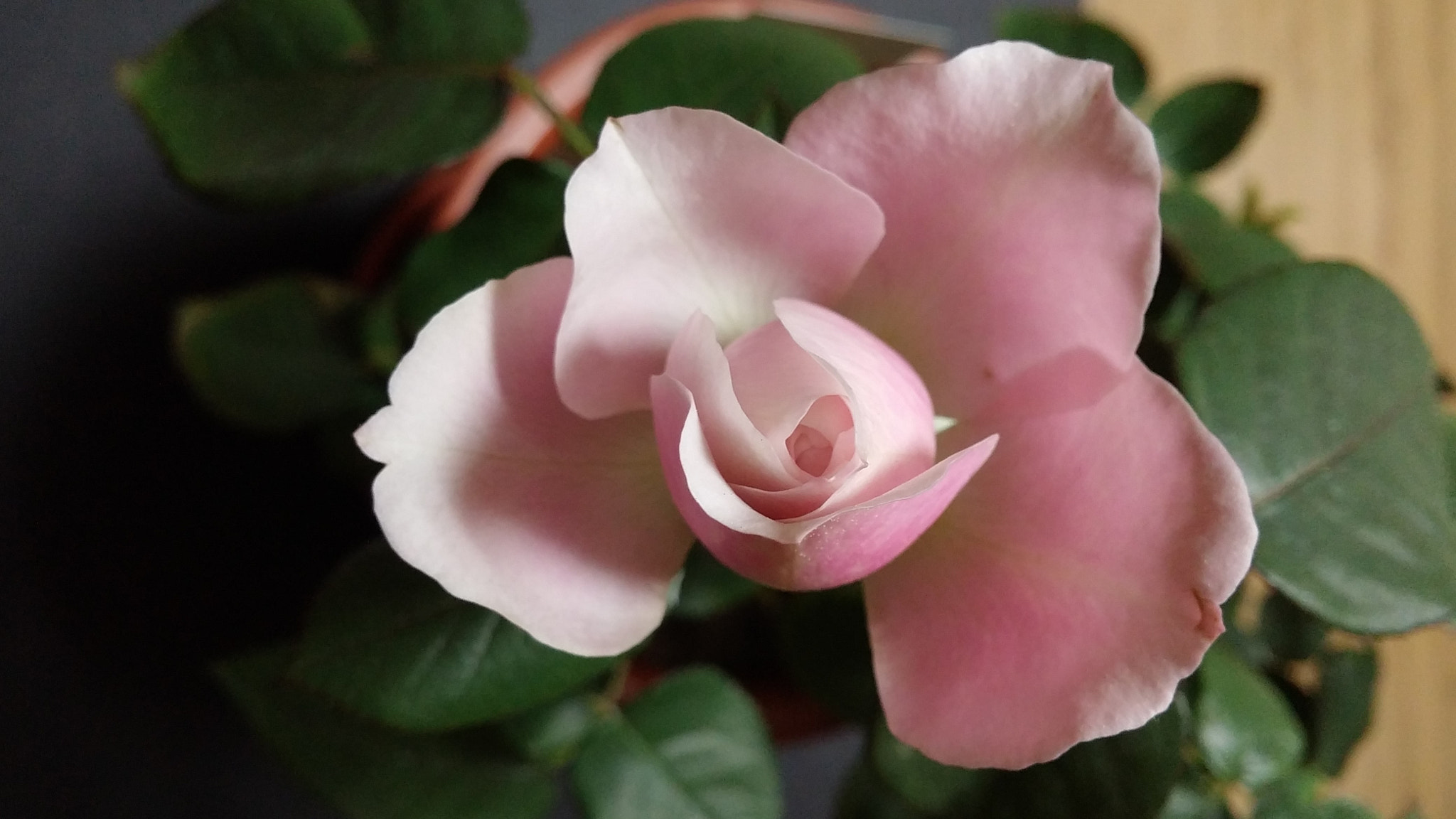 LG G3 CAT.6 sample photo. Pink rose 5 (flower language ; happy love) photography
