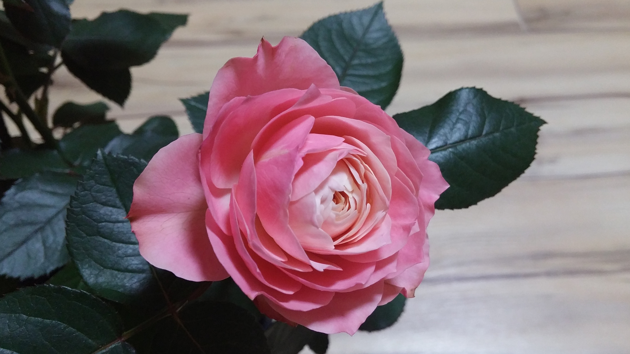 LG G3 CAT.6 sample photo. Pink rose 6 (flower language ; happy love) photography