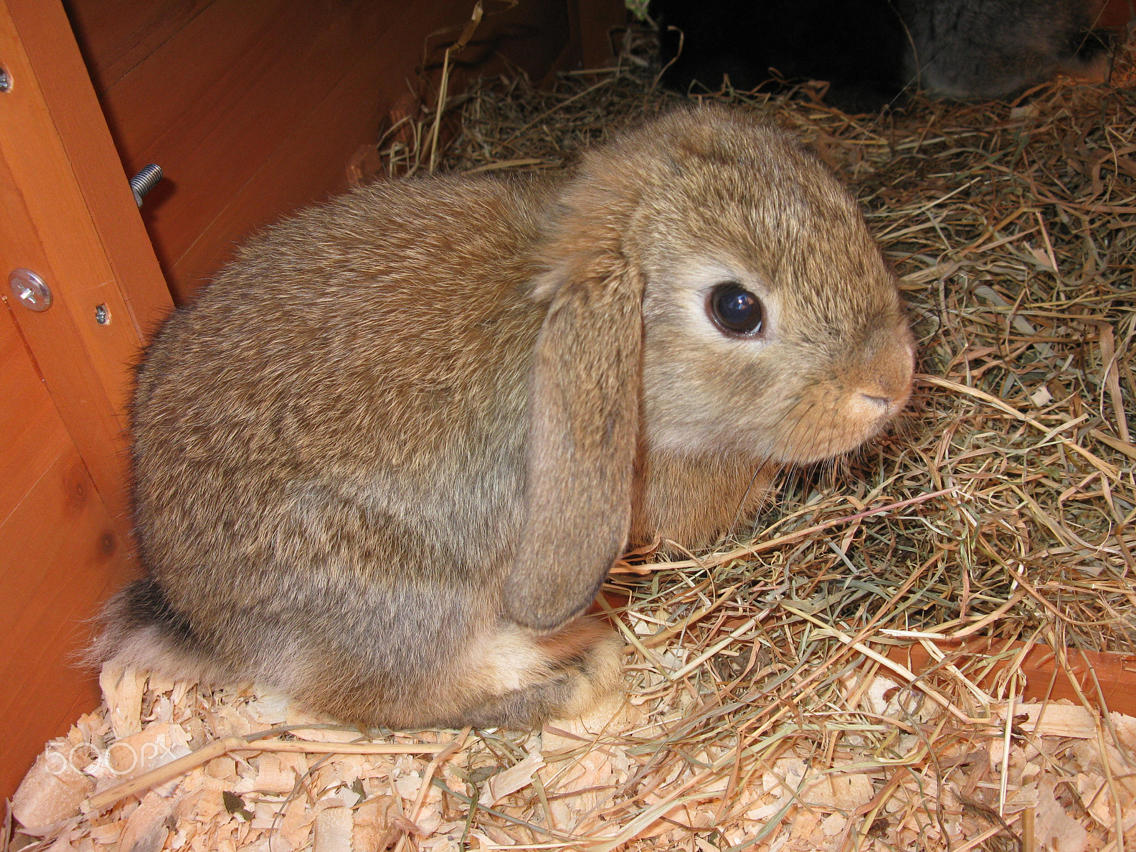 Canon PowerShot A2000 IS sample photo. Our rabbit buddy. photography