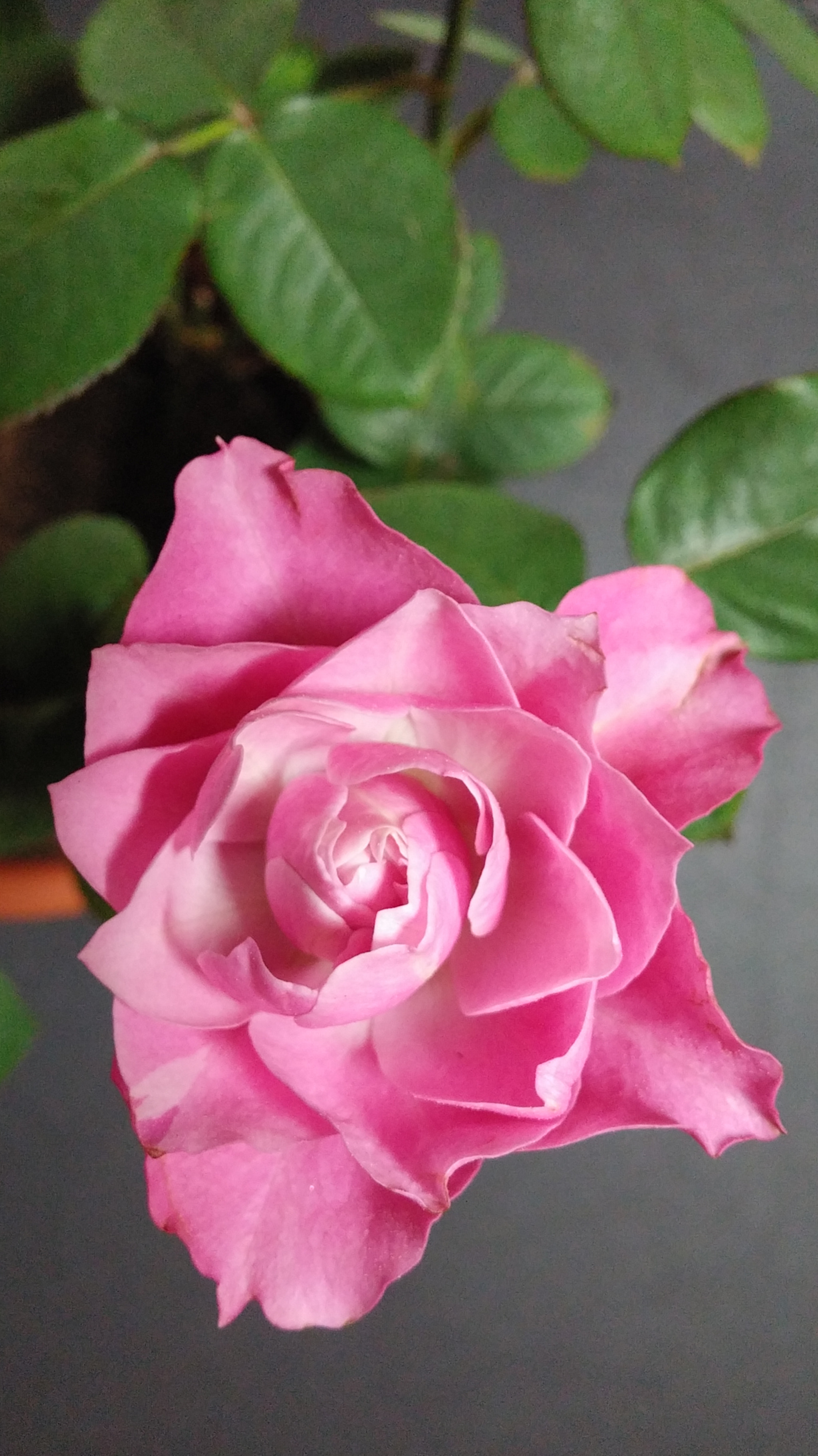 LG G3 CAT.6 sample photo. Pink rose 7 (flower language ; happy love) photography