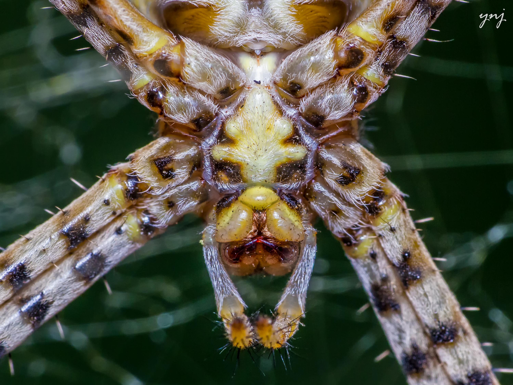 Sigma 70-300mm F4-5.6 APO DG Macro sample photo. Spider or lion? photography