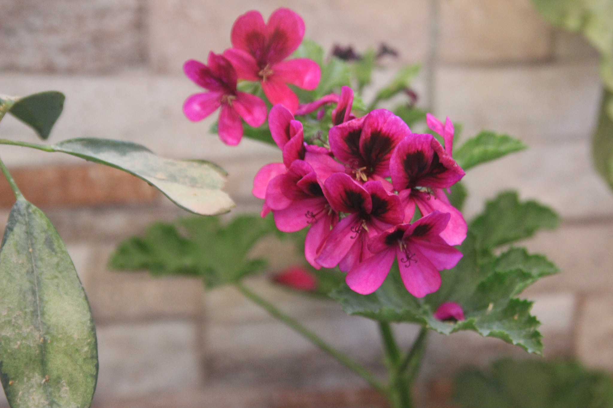 Canon EF 28-105mm F4.0-5.6 USM sample photo. Geranium.jpg photography