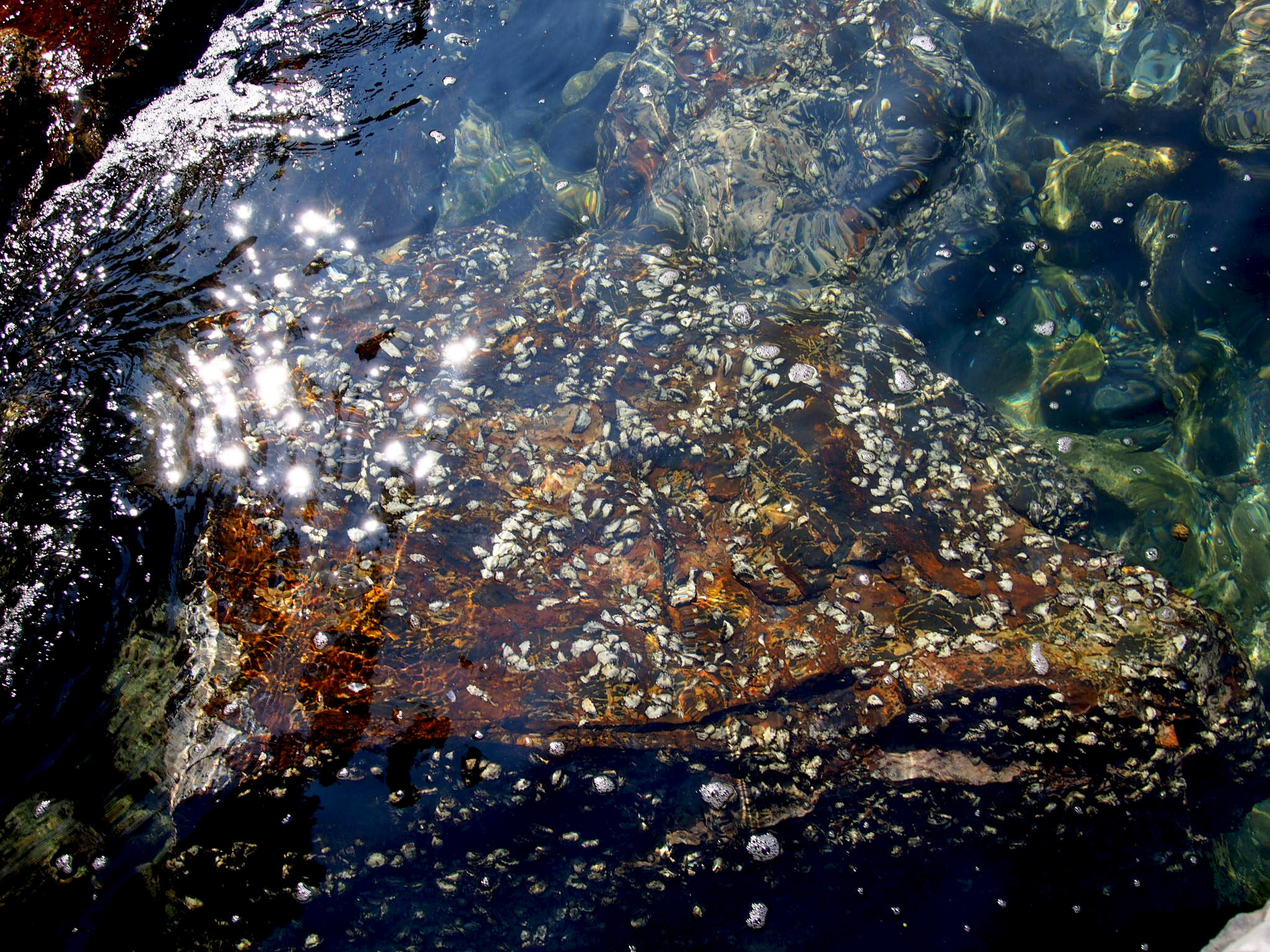 Olympus PEN E-P5 sample photo. Nature's jewels photography