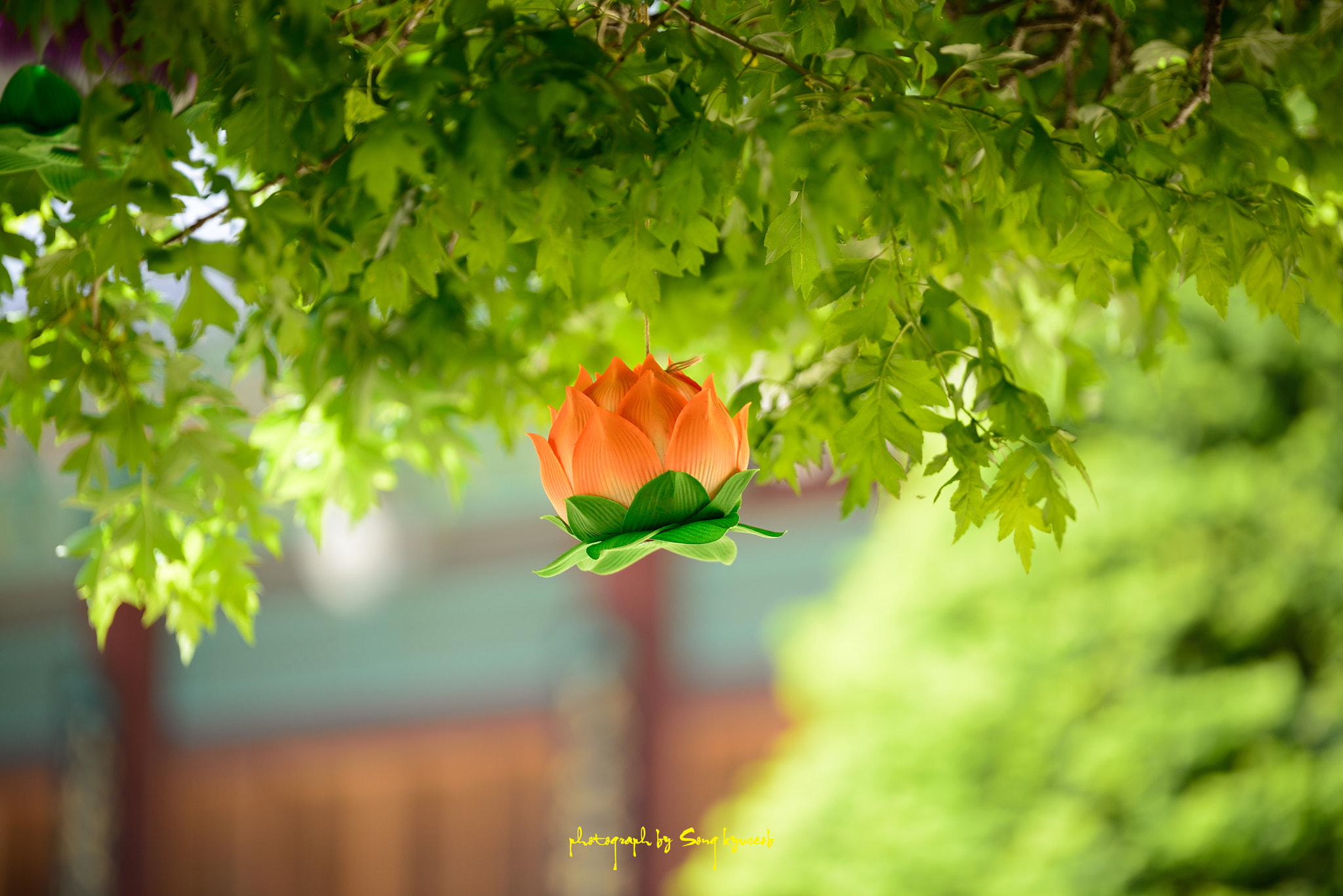 Tamron SP 70-200mm F2.8 Di VC USD sample photo. Hope photography