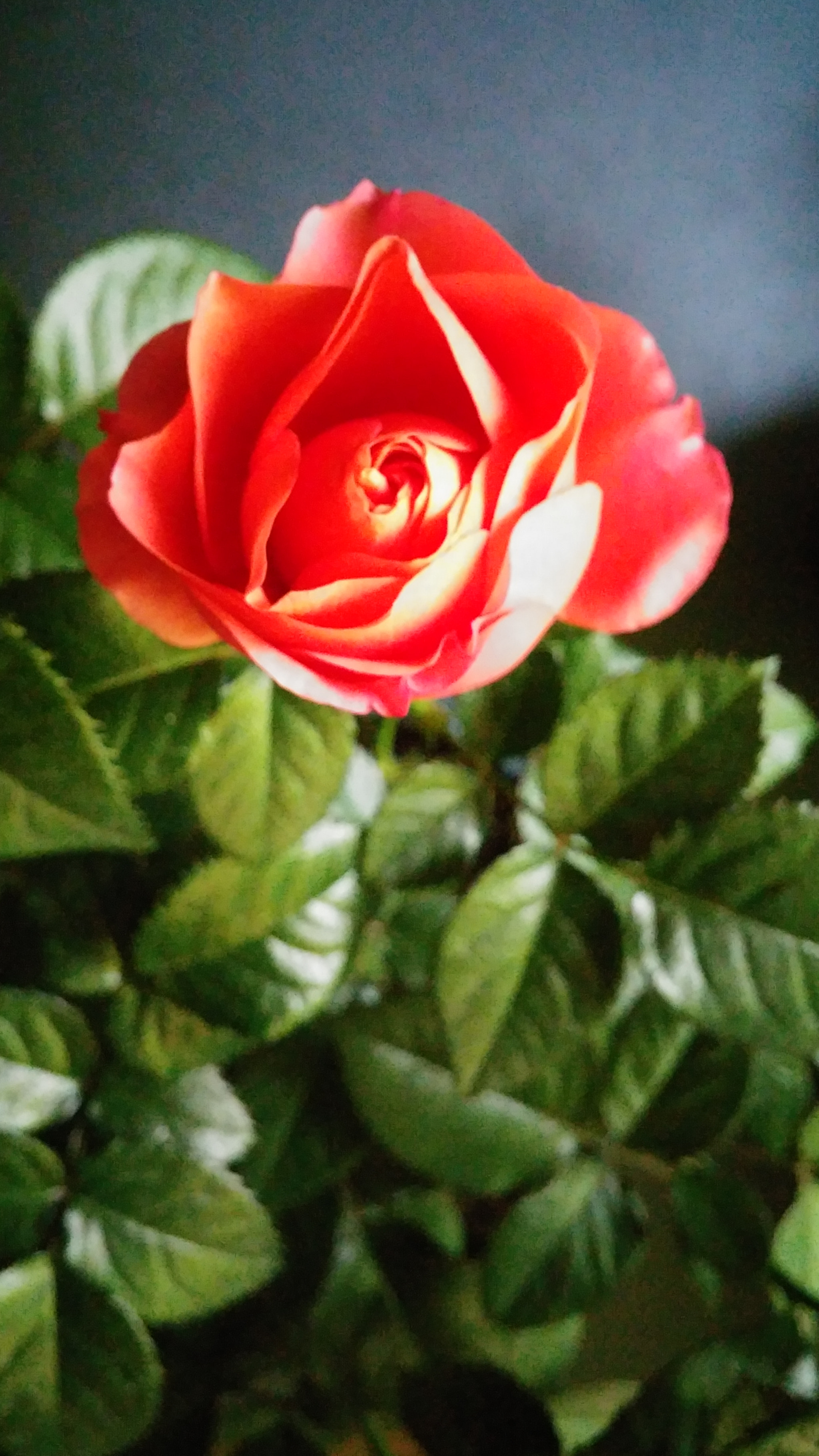 LG G3 CAT.6 sample photo. Red rose 4 (flower language ; love, joy) photography