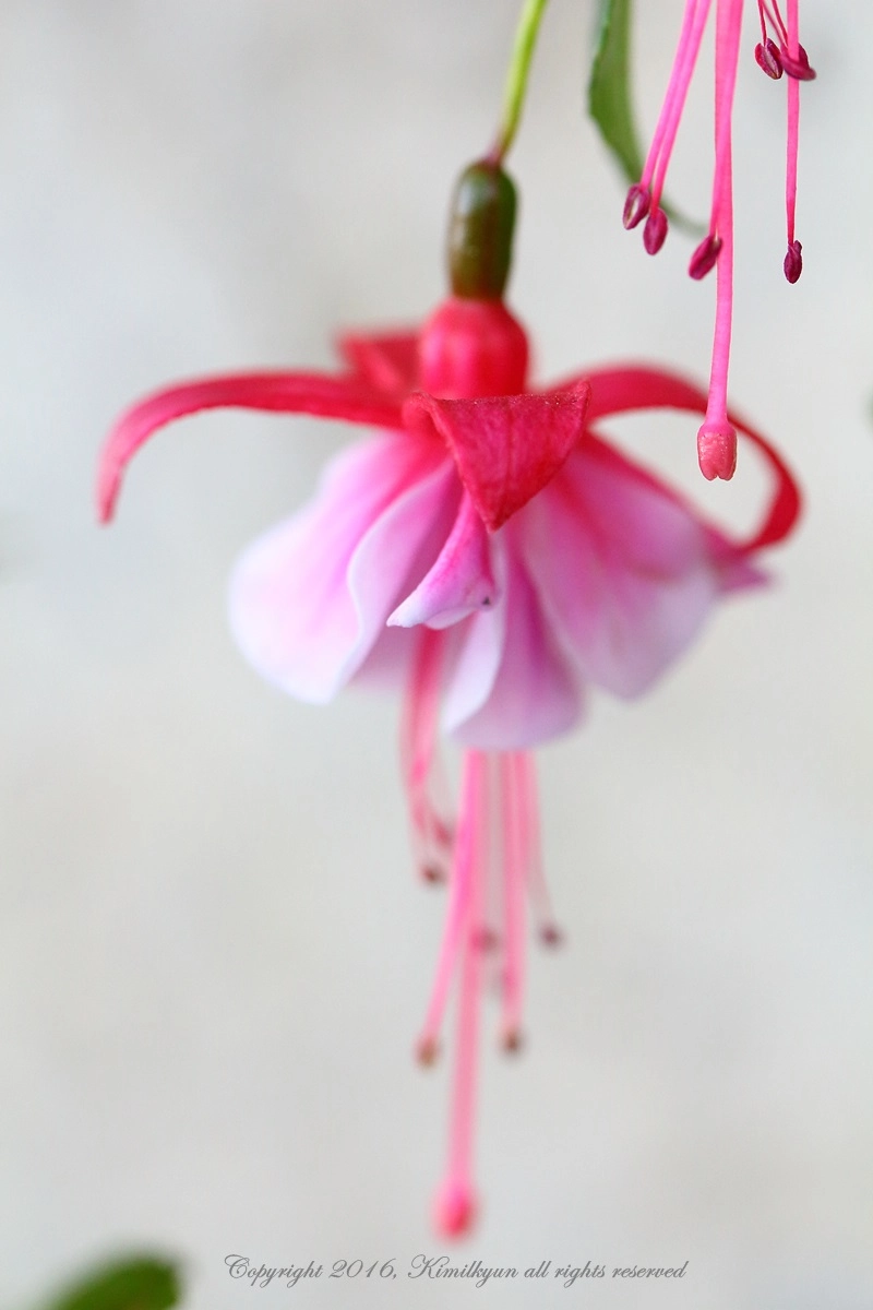 Canon EOS 650D (EOS Rebel T4i / EOS Kiss X6i) + Canon EF 100mm F2.8L Macro IS USM sample photo. Ballerina photography