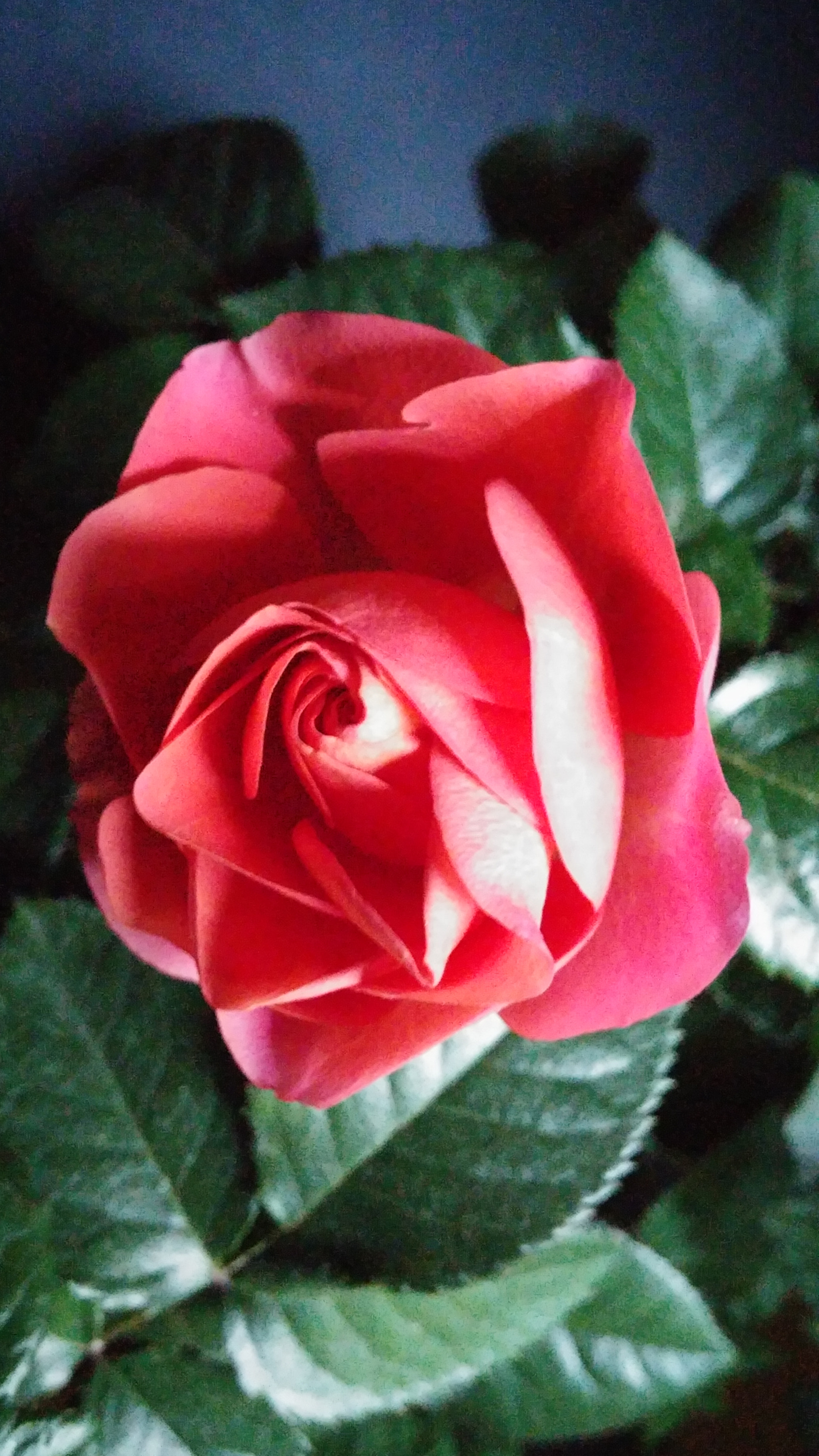 LG G3 CAT.6 sample photo. Red rose 5 (flower language ; love, joy) photography