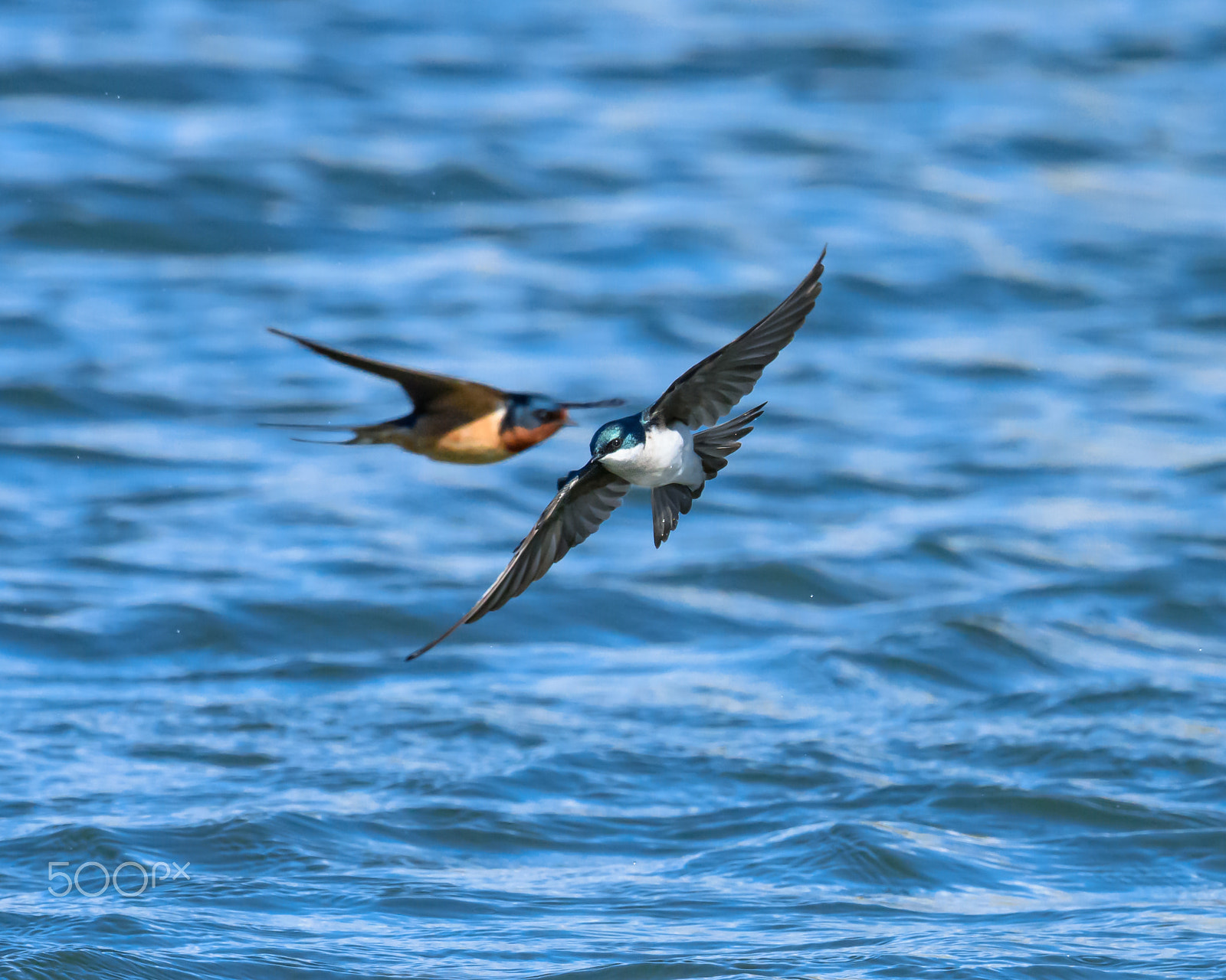 Nikon AF-S Nikkor 500mm F4E FL ED VR sample photo. Swallows on the go photography