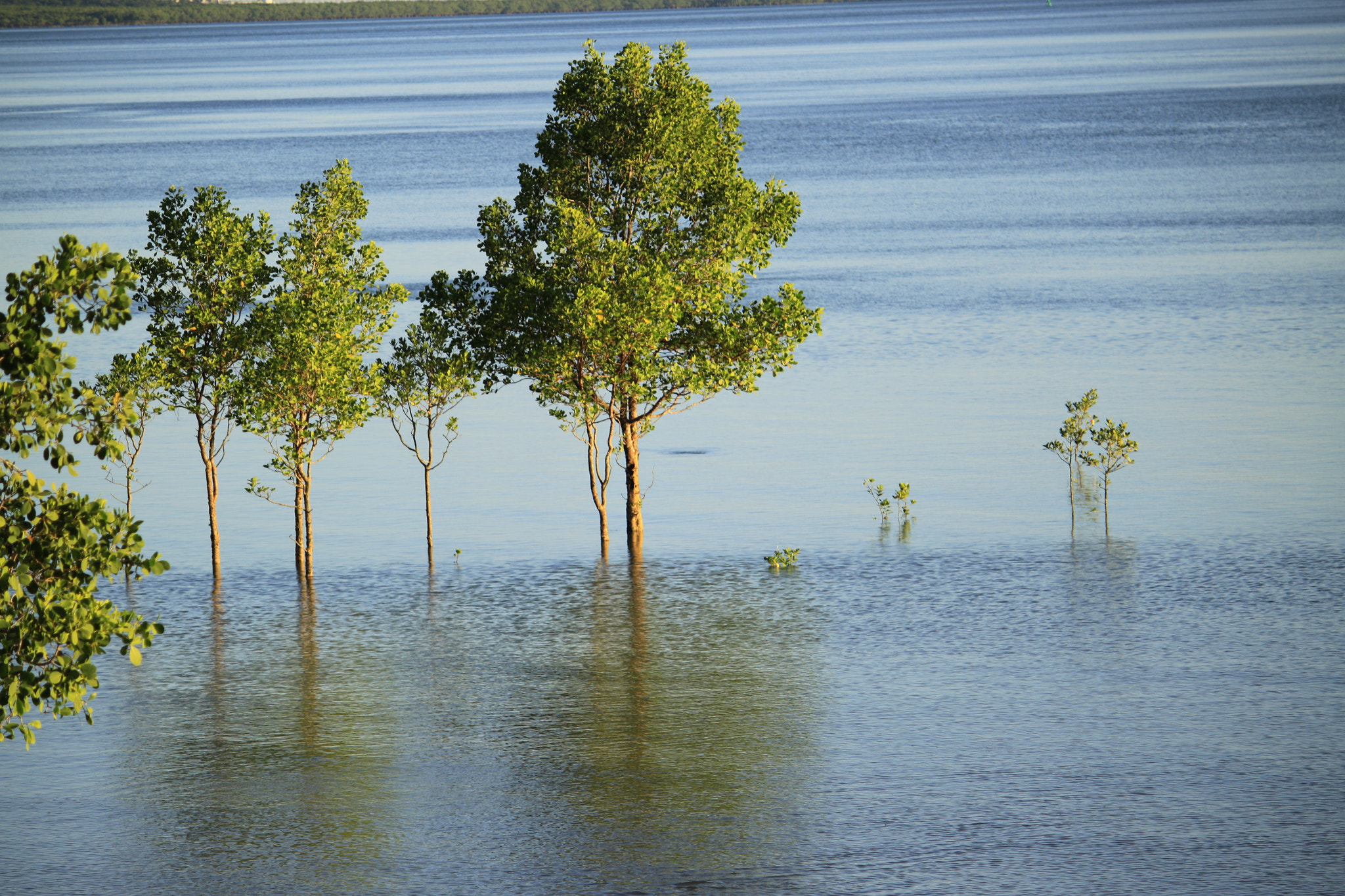 Canon EF-S 55-250mm F4-5.6 IS II sample photo. Darwin mangrove photography