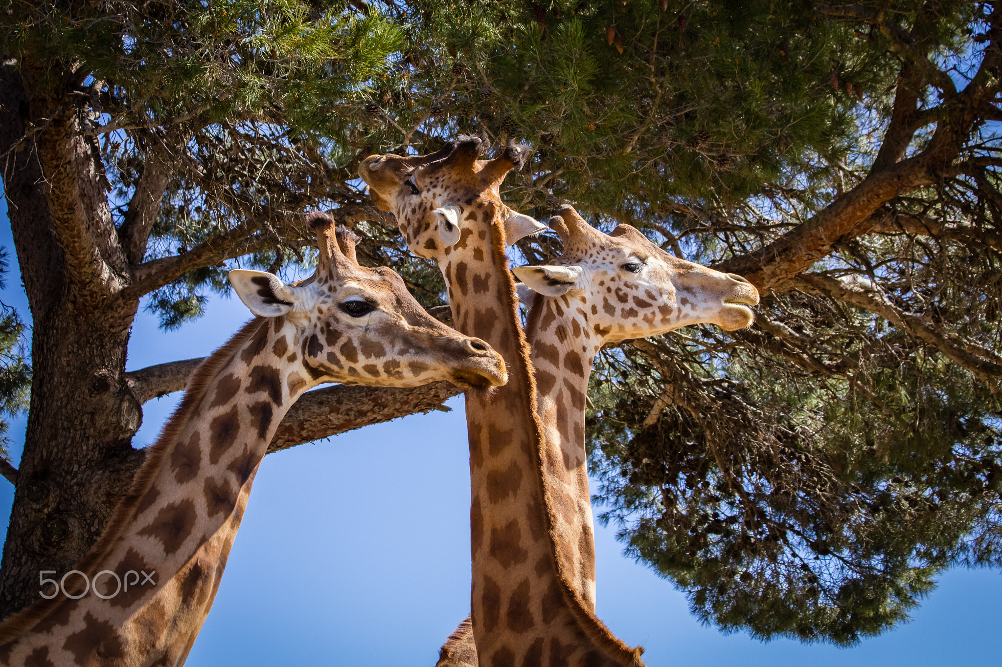 Trois girafes