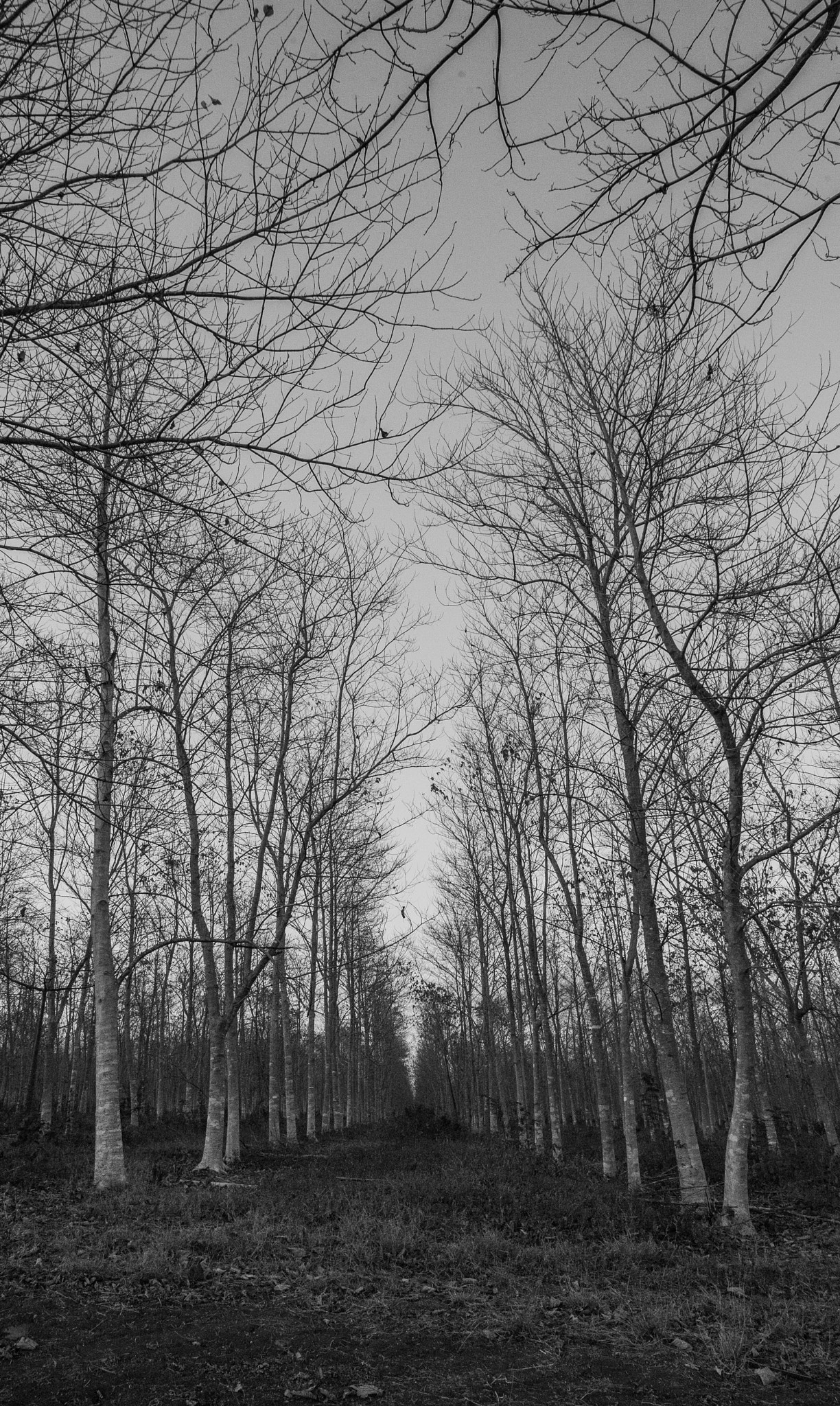 Sigma 17-35mm f/2.8-4 EX DG Aspherical HSM sample photo. Plantación arbol de teca photography