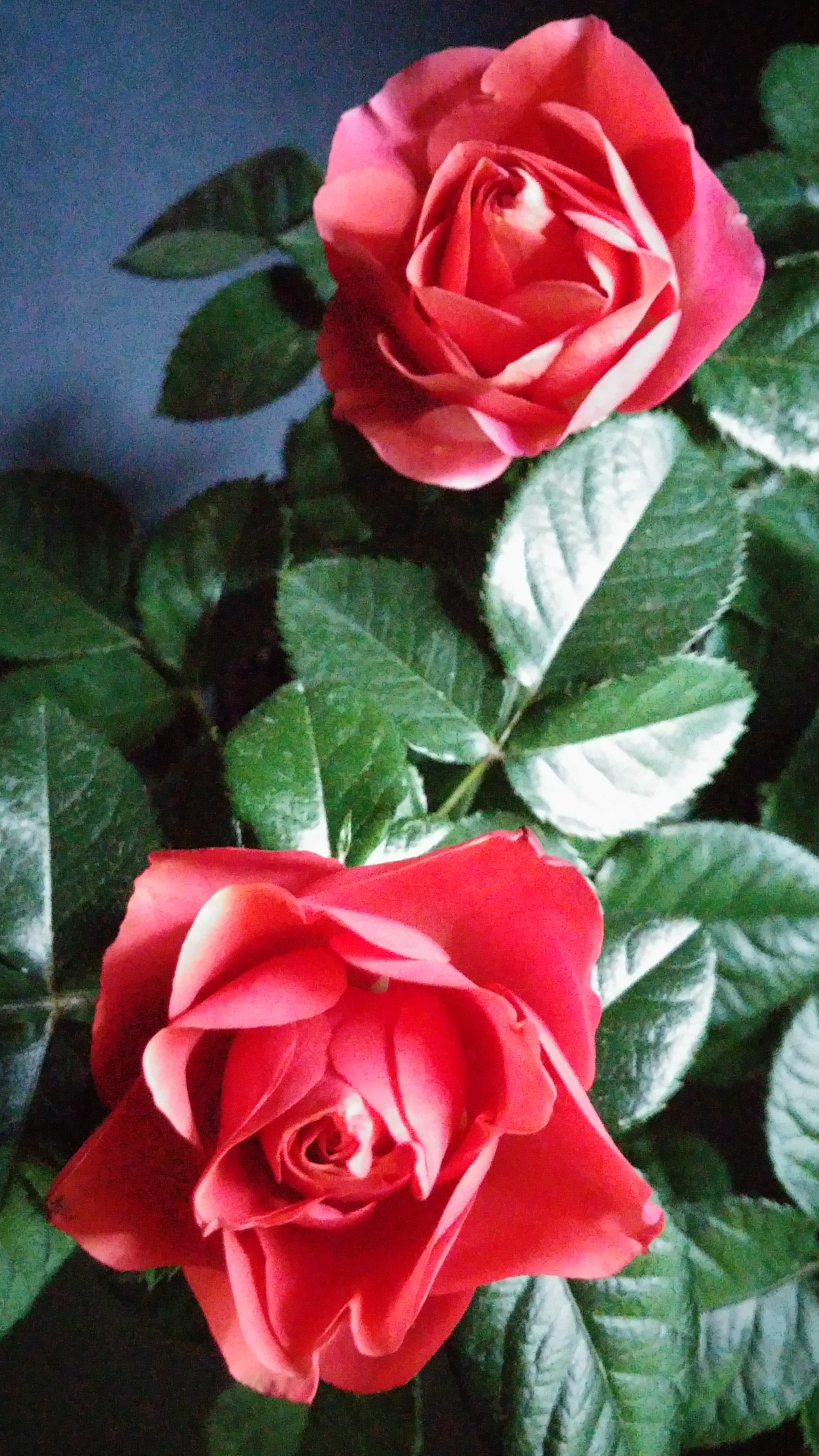 LG G3 CAT.6 sample photo. Red rose 6 (flower language ; love, joy) photography
