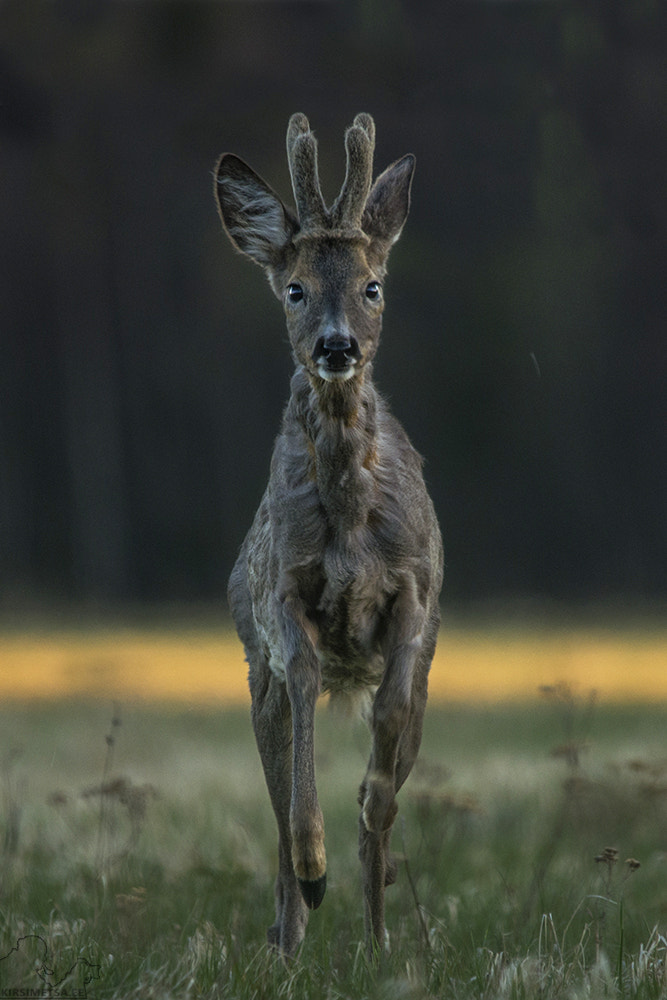 Sigma 150-500mm F5-6.3 DG OS HSM sample photo. I`m coming! photography