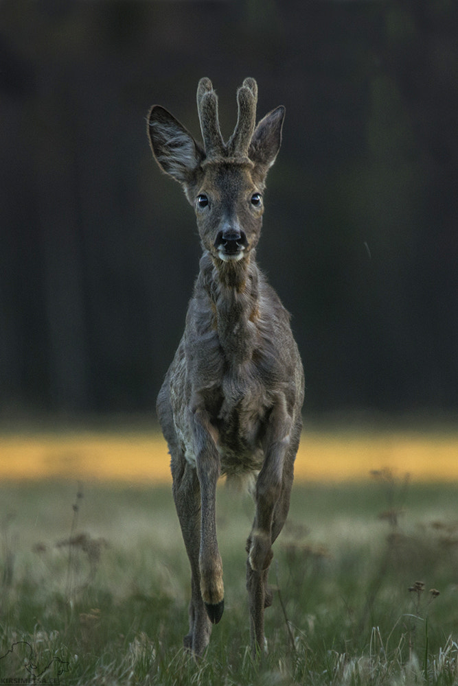 Pentax K-5 II + Sigma 150-500mm F5-6.3 DG OS HSM sample photo. I`m coming! photography