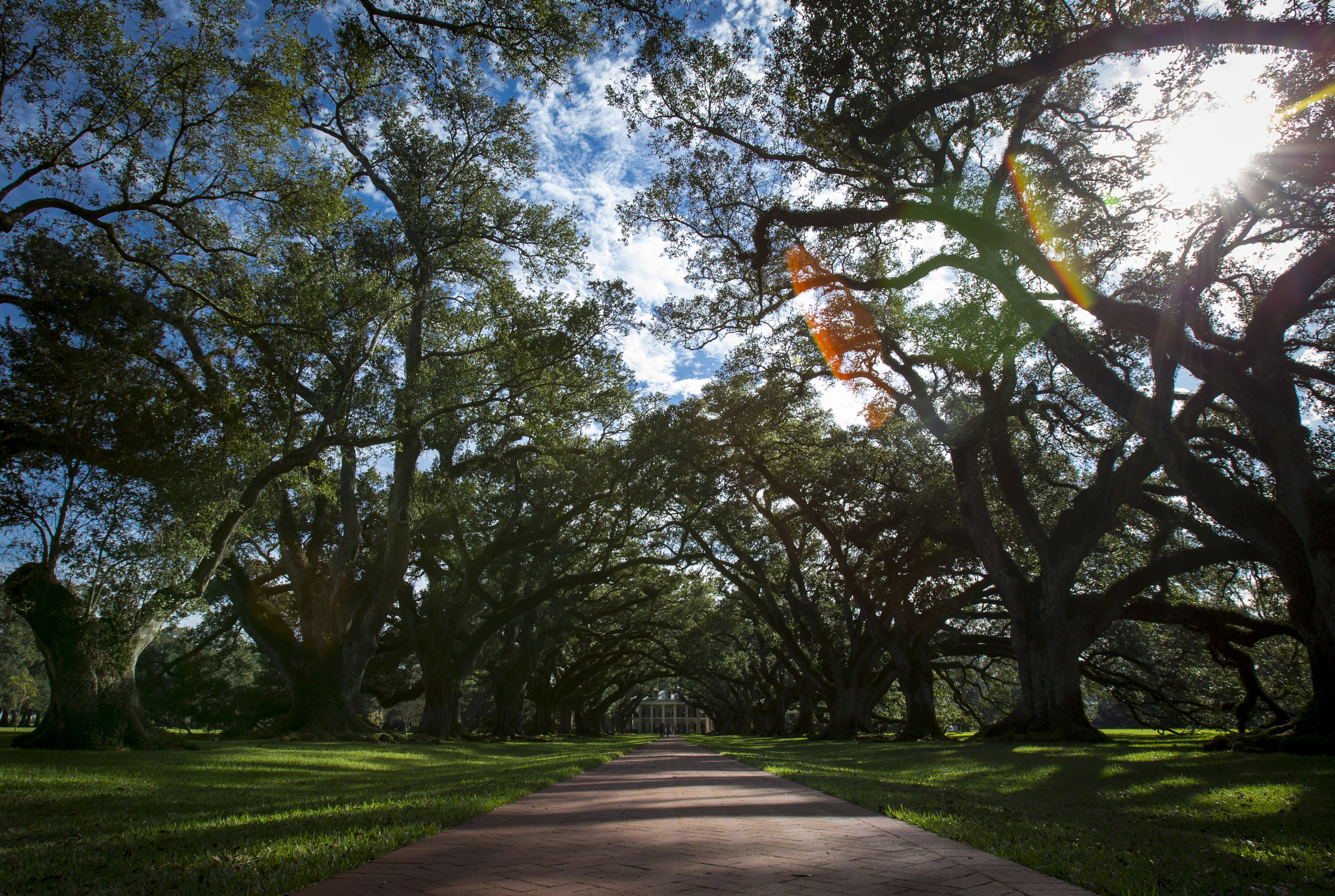 Canon EOS-1D X + Canon EF 16-35mm F2.8L USM sample photo. Oak alley wide photography