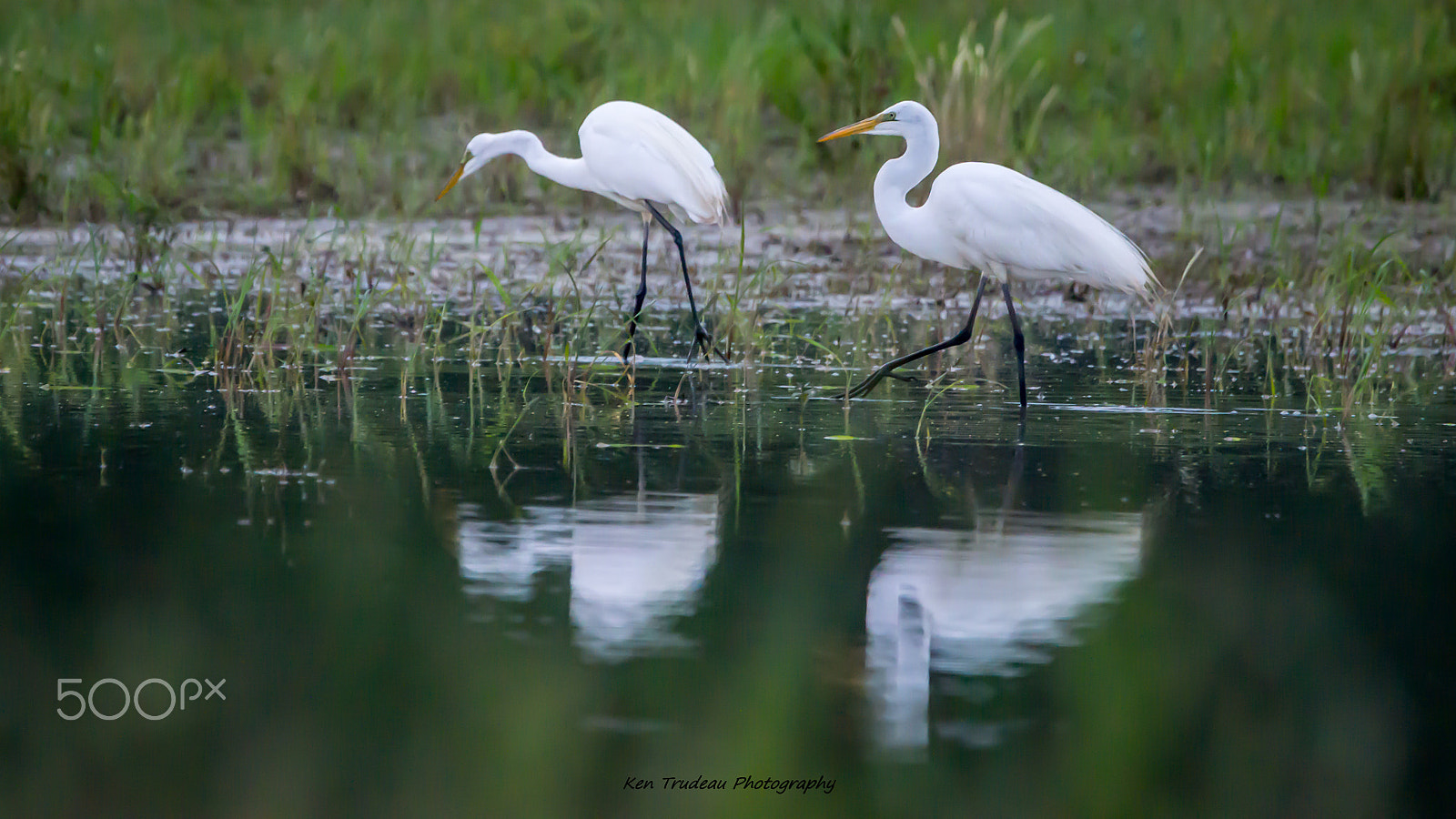 Sony a6000 + Tamron SP 150-600mm F5-6.3 Di VC USD sample photo. Bush wildlife photography