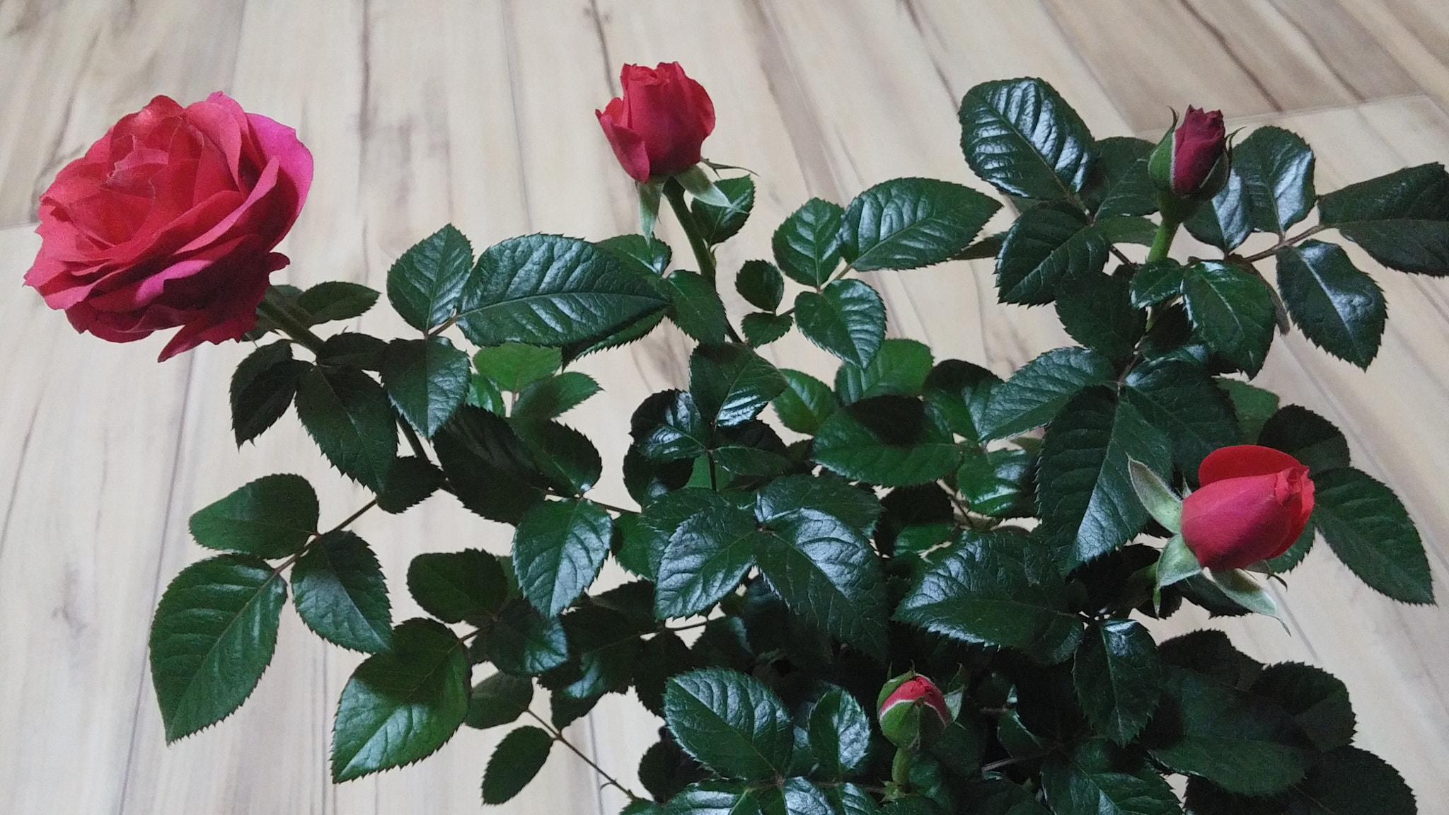 LG G3 CAT.6 sample photo. Red rose 7 (flower language ; love, joy) photography