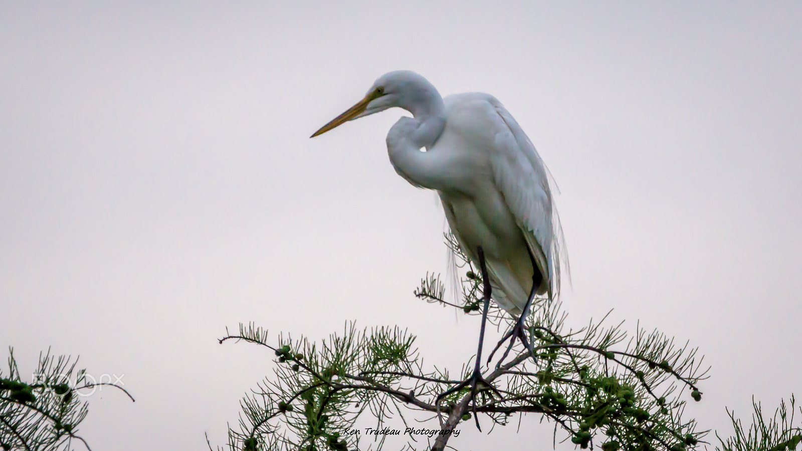 Sony a6000 + Tamron SP 150-600mm F5-6.3 Di VC USD sample photo. Bush wildlife photography