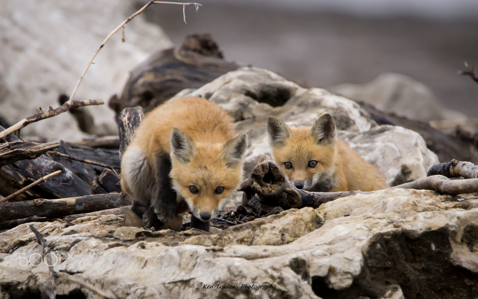 Sony a6000 + Tamron SP 150-600mm F5-6.3 Di VC USD sample photo. Mississippi river red fox photography