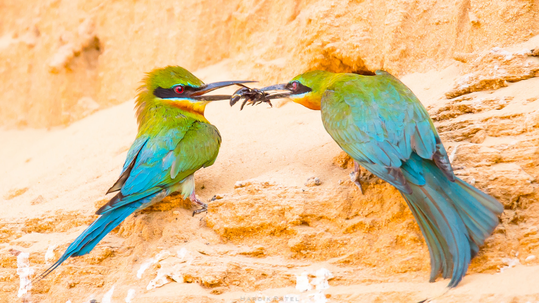 Nikon D4S sample photo. The feeding photography