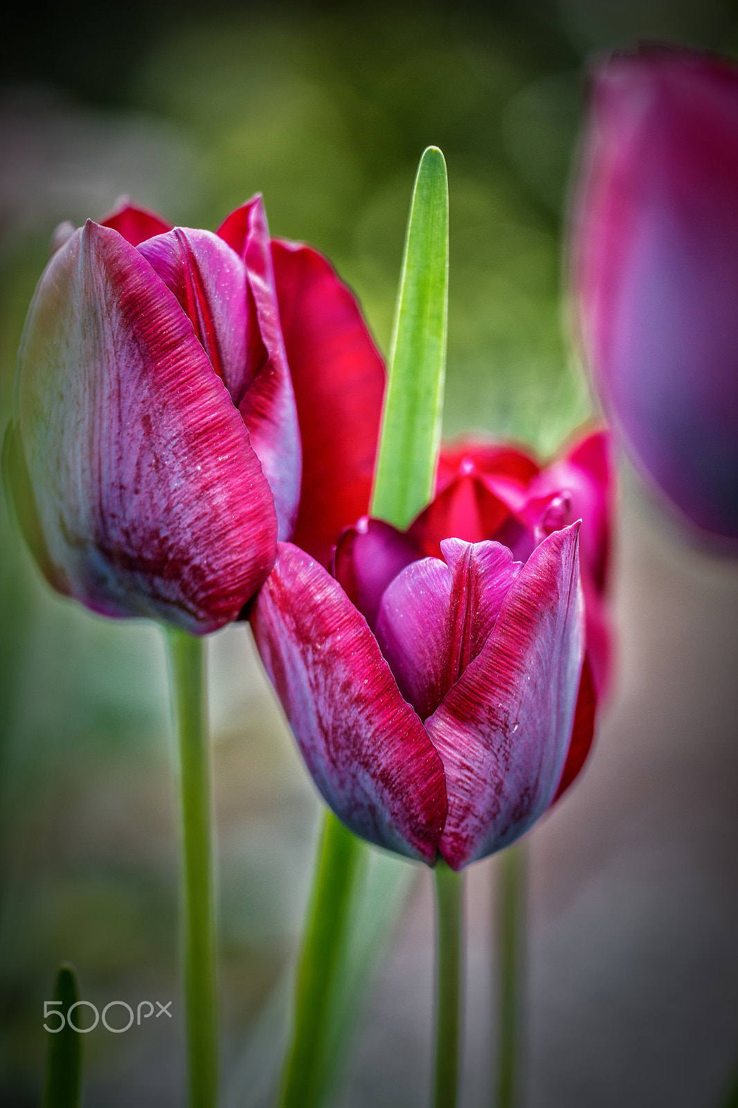 Tamron SP AF 60mm F2 Di II LD IF Macro sample photo. Tulip photography
