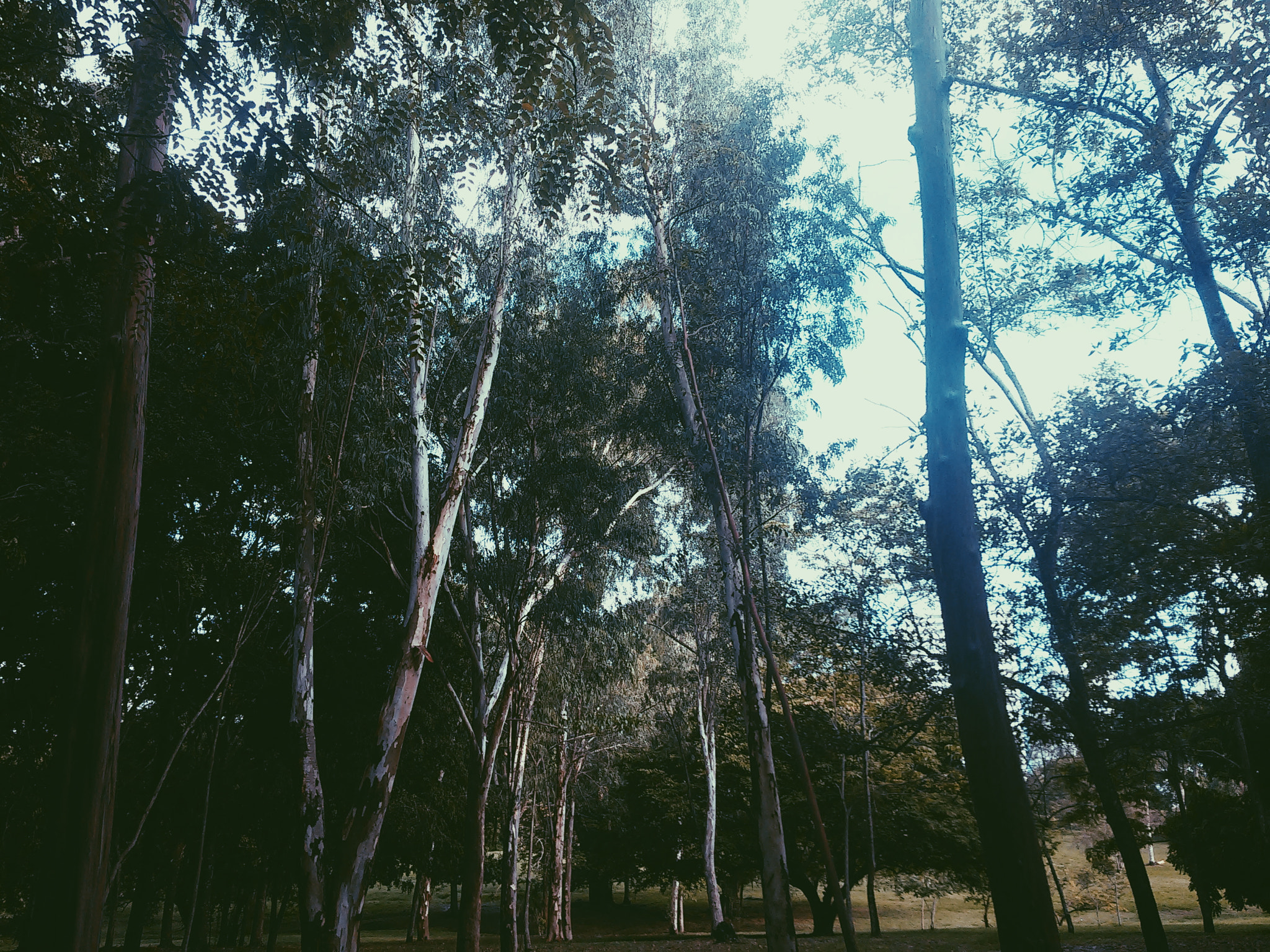 LG G2 MINI sample photo