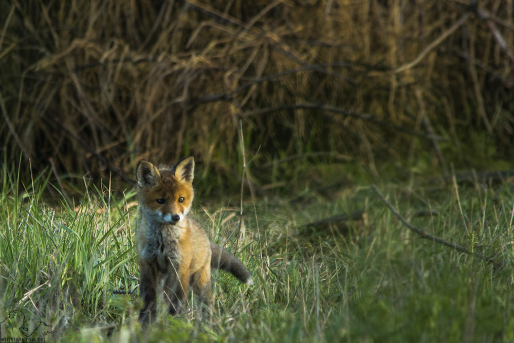 Sigma 150-500mm F5-6.3 DG OS HSM sample photo. Hi there! photography