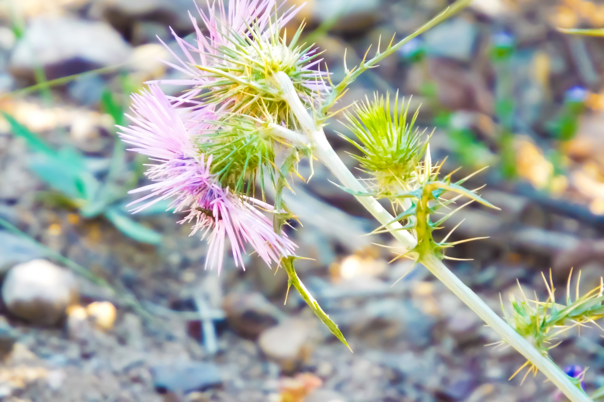 Fujifilm FinePix S9400W sample photo. Hidden among the flowers photography