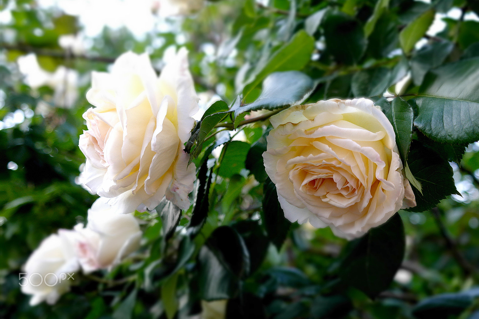 Samsung NX200 sample photo. White rose photography