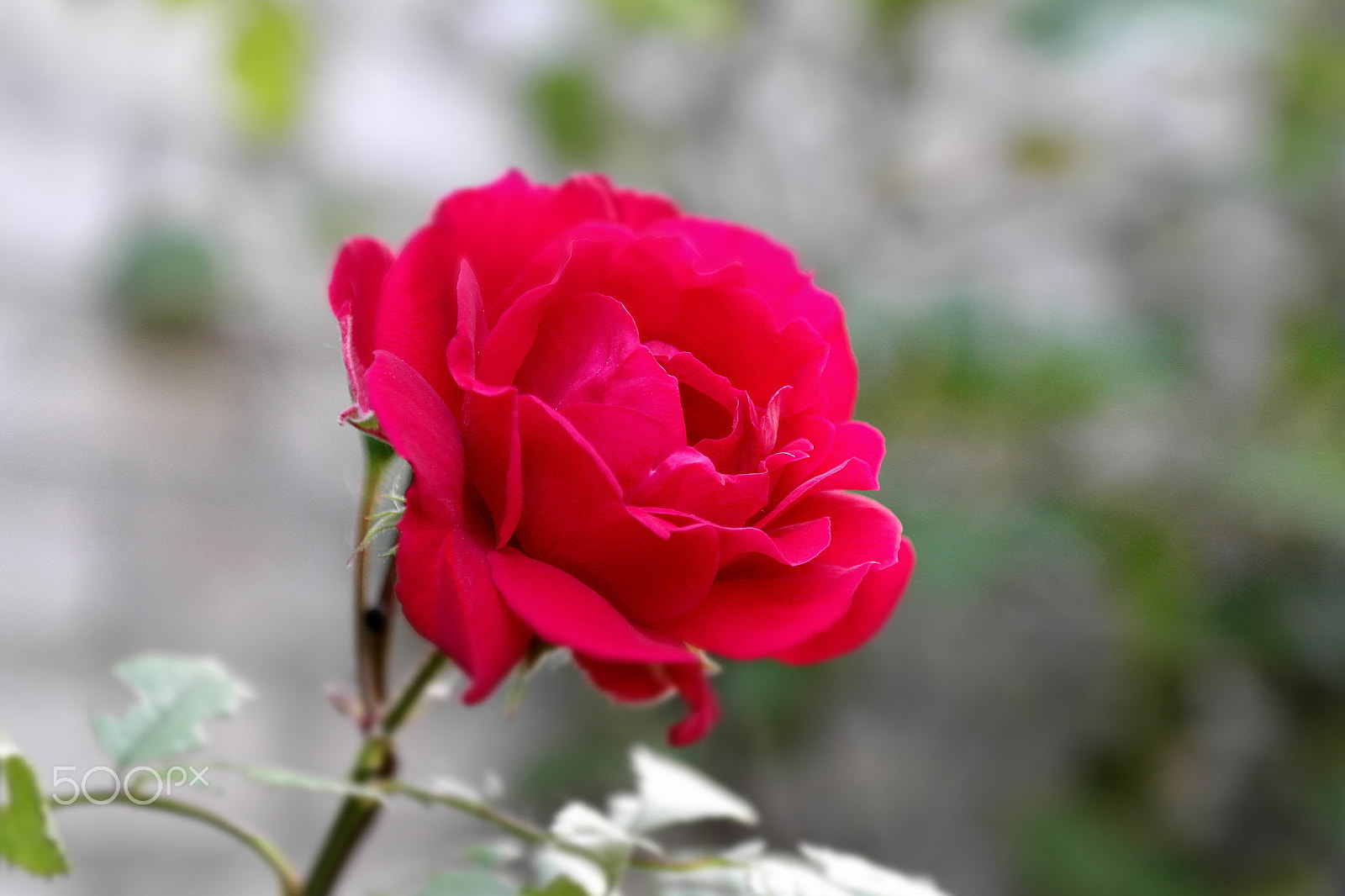 Samsung NX200 sample photo. Red tea rose photography
