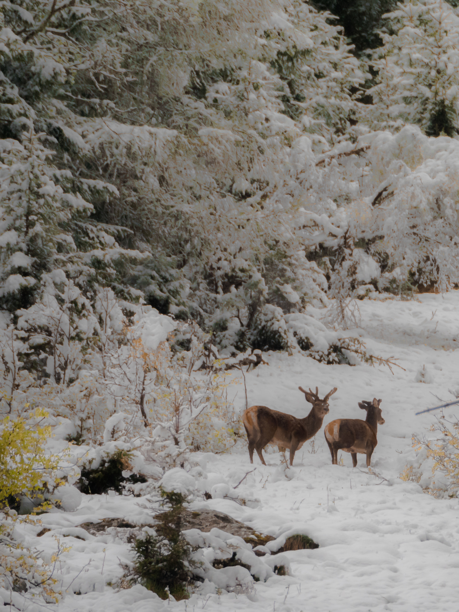 Panasonic Lumix DMC-GX8 sample photo. Mai sous la neige photography