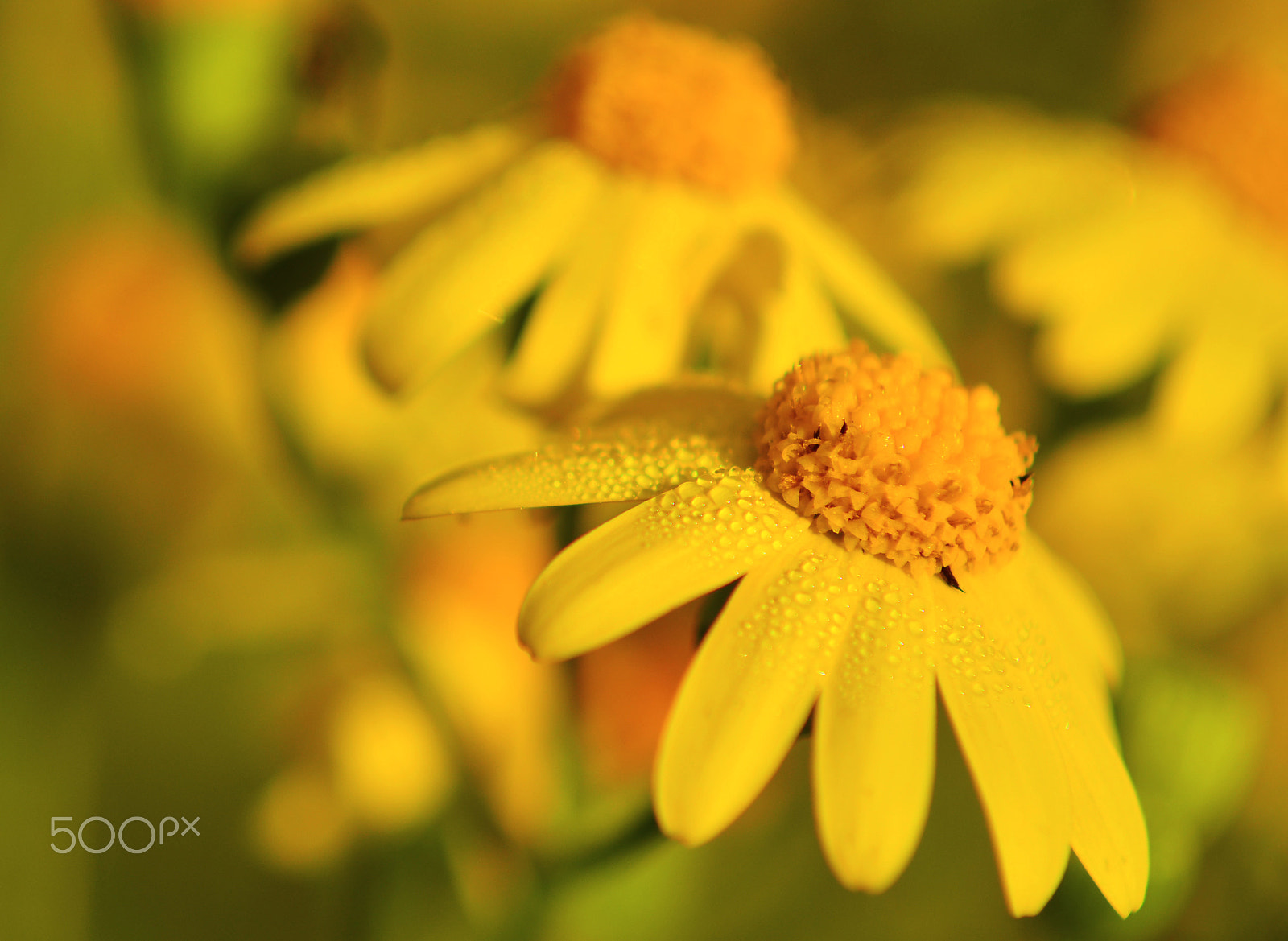 Sigma 18-125mm F3.8-5.6 DC OS HSM sample photo. Wildflowers photography