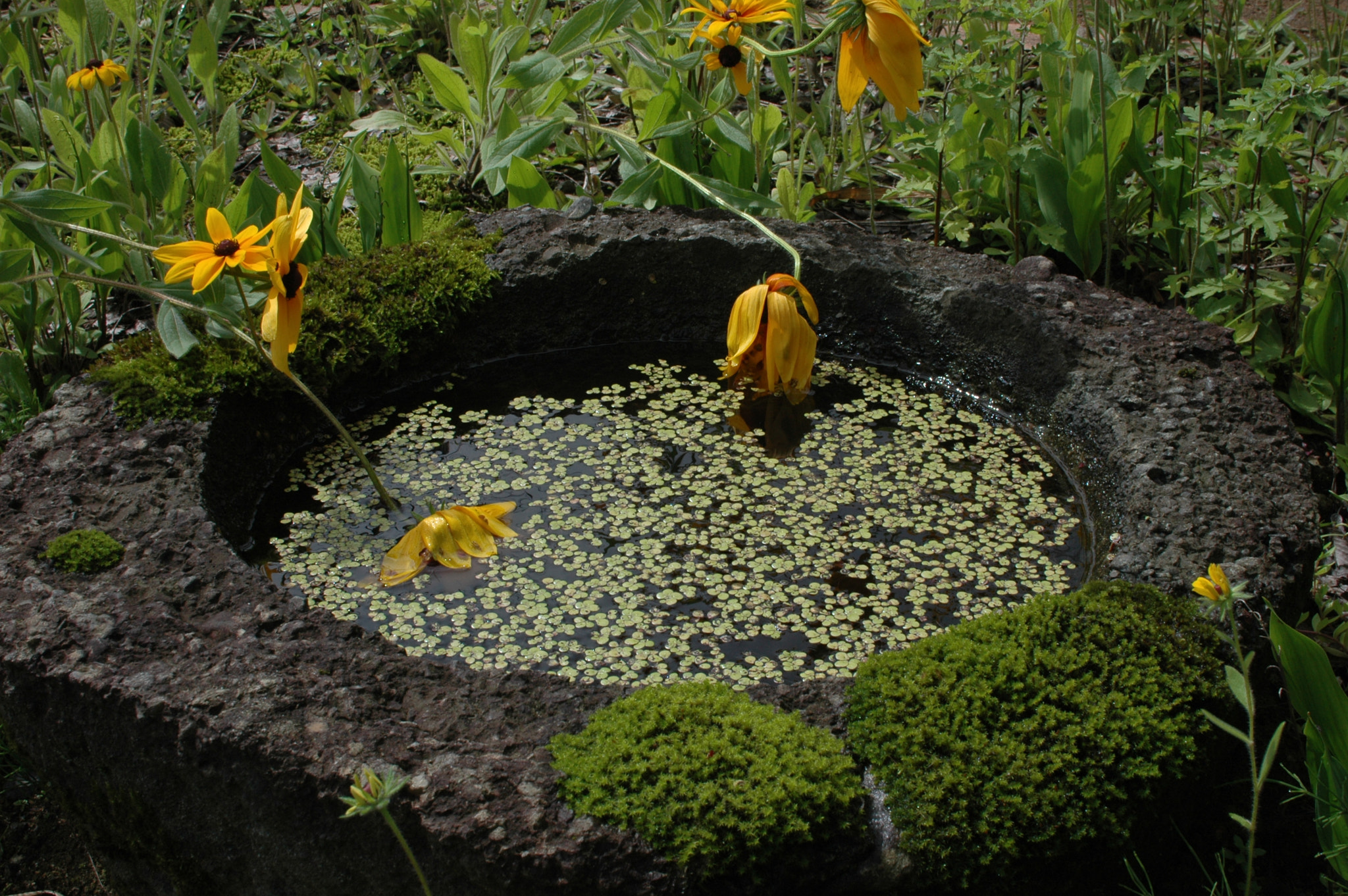 Nikon D70 + Sigma 30mm F1.4 EX DC HSM sample photo. Stone bowl and flowers--at tsuruoka photography