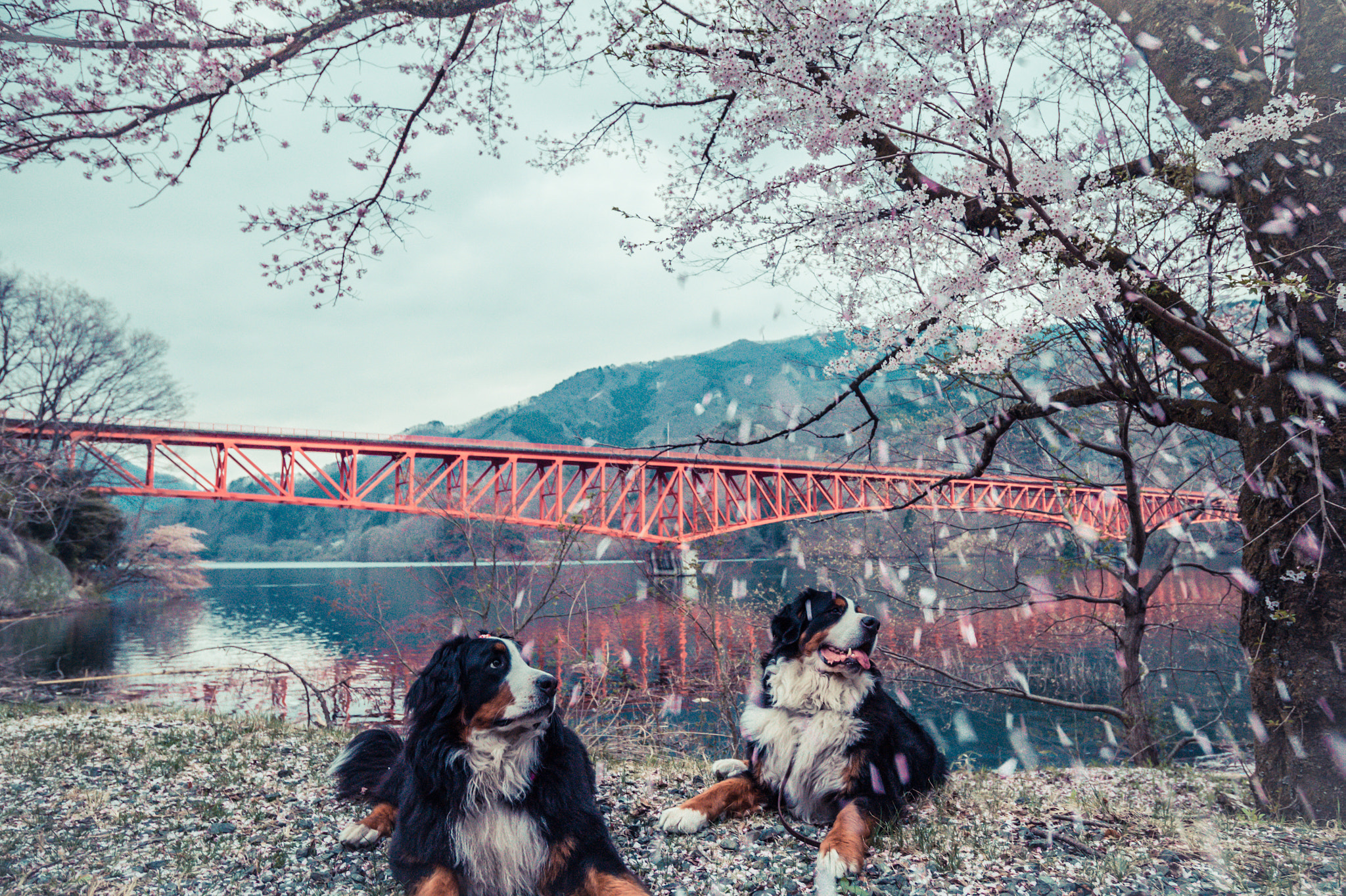 Nikon AF-S Nikkor 18-35mm F3.5-4.5G ED sample photo. Sakura photography