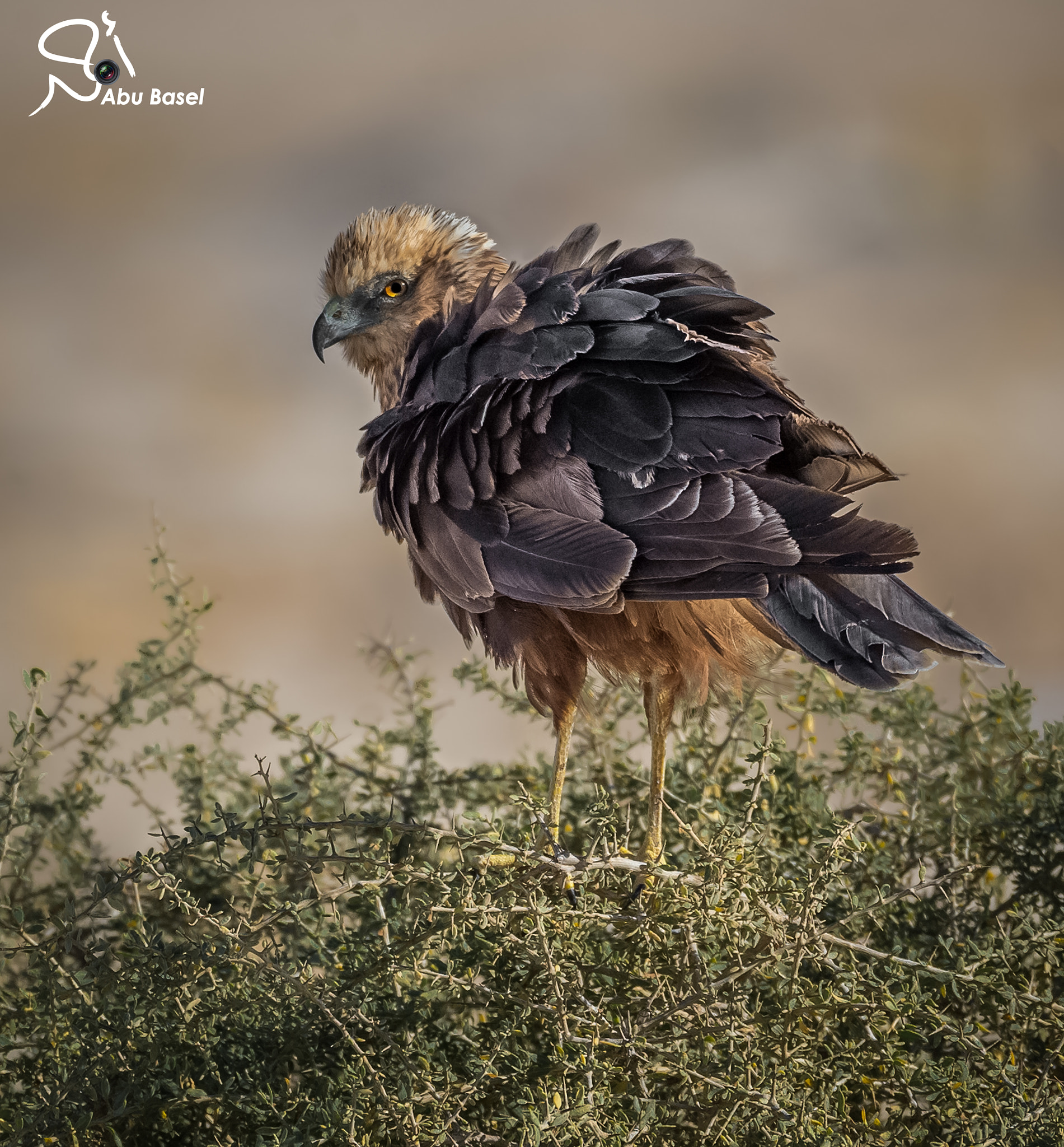 Sigma 150-600mm F5-6.3 DG OS HSM | S sample photo