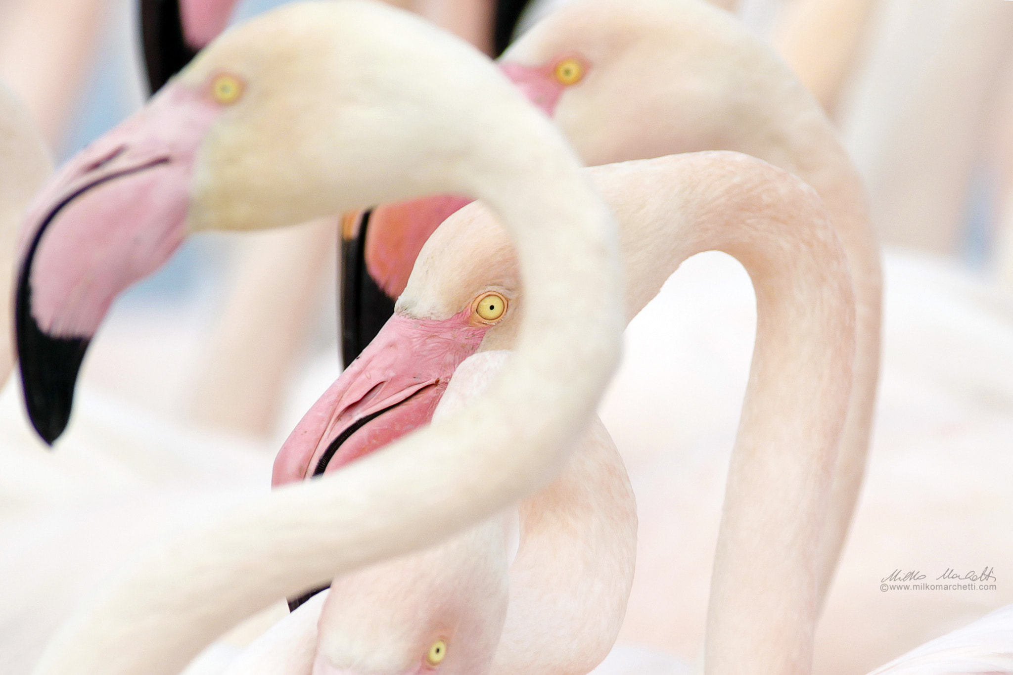 Canon EF 300mm f/2.8L + 1.4x sample photo. Eyes photography