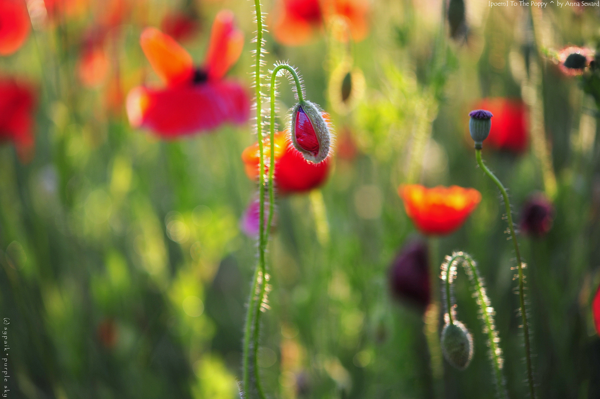 Nikon AF-S Micro-Nikkor 60mm F2.8G ED sample photo. To the poppy ii photography
