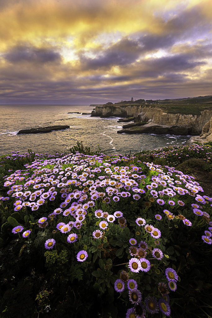 Coastal Daisy by Larry Han / 500px