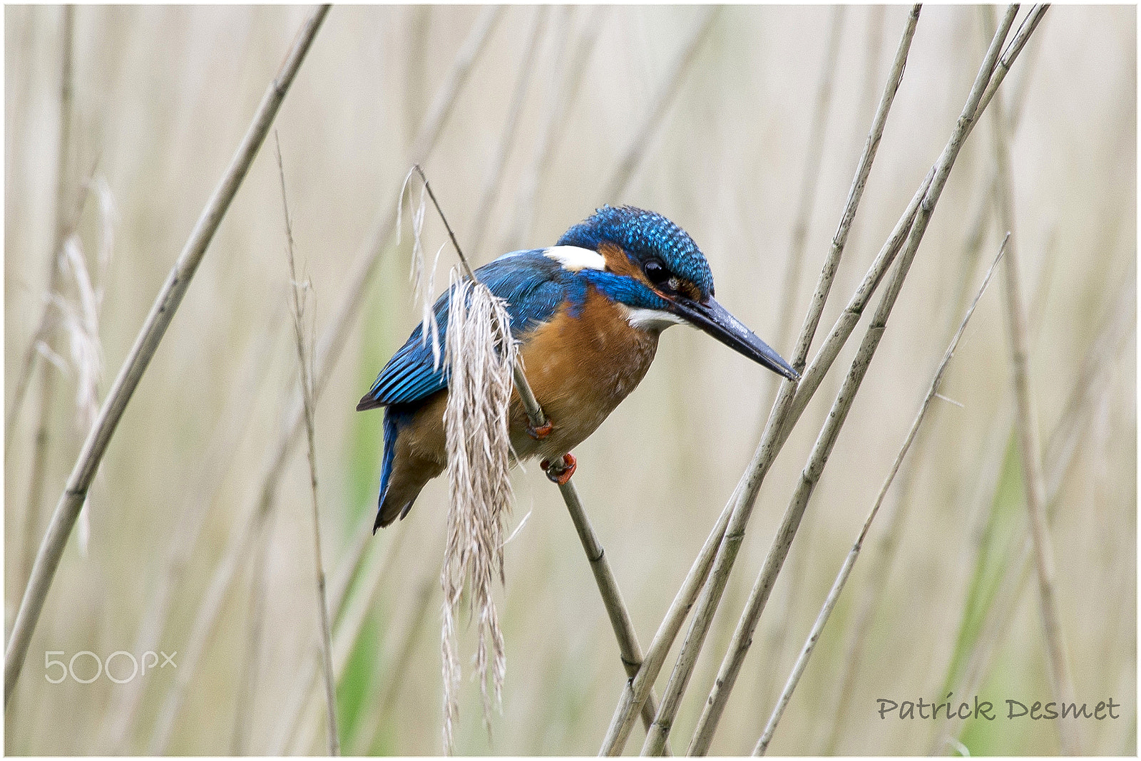 Sigma 50-500mm F4.5-6.3 DG OS HSM sample photo. Ijsvogel photography
