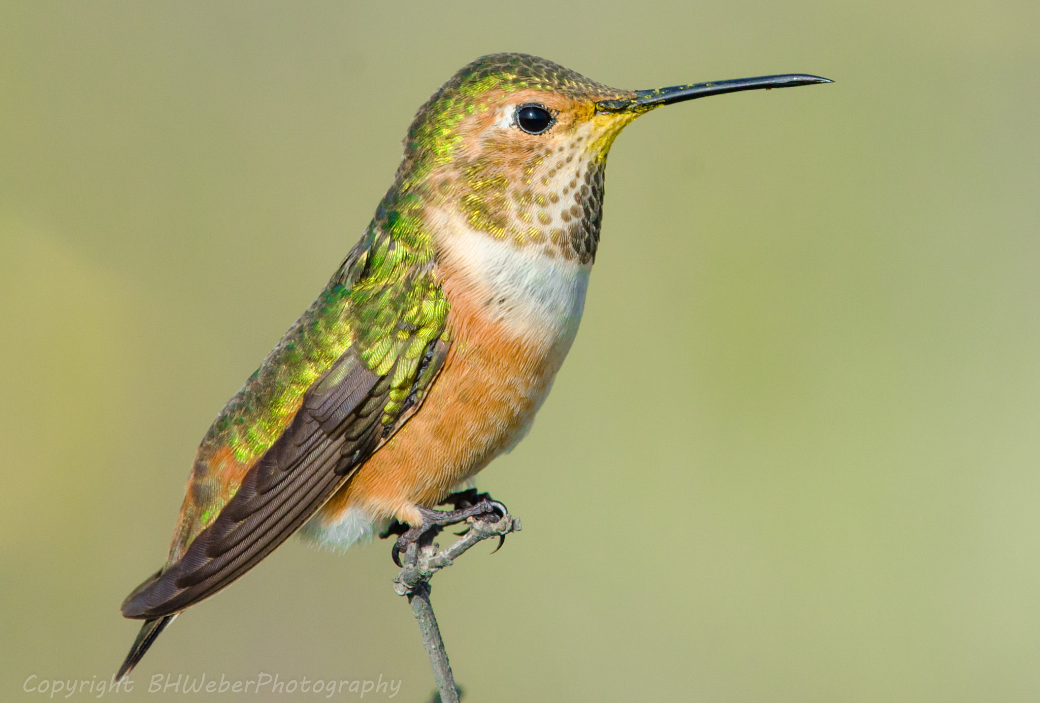 Nikon Nikkor AF-S 300mm F4E PF ED VR sample photo. Hummingbird portrait photography