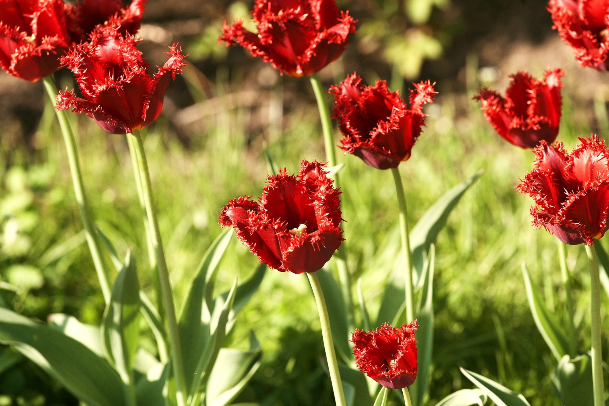 Canon EOS-1D Mark II sample photo. Тюльпаны в Сокольниках photography