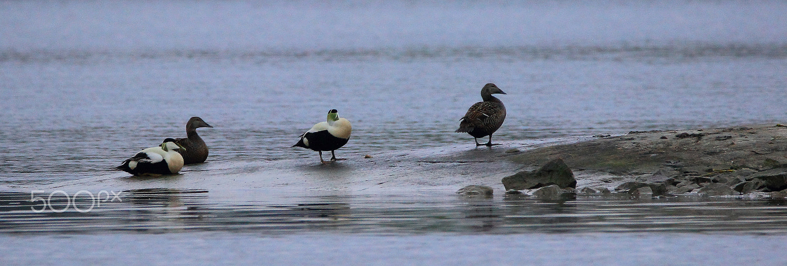 Sigma 150-600mm F5-6.3 DG OS HSM | C sample photo. Eider photography