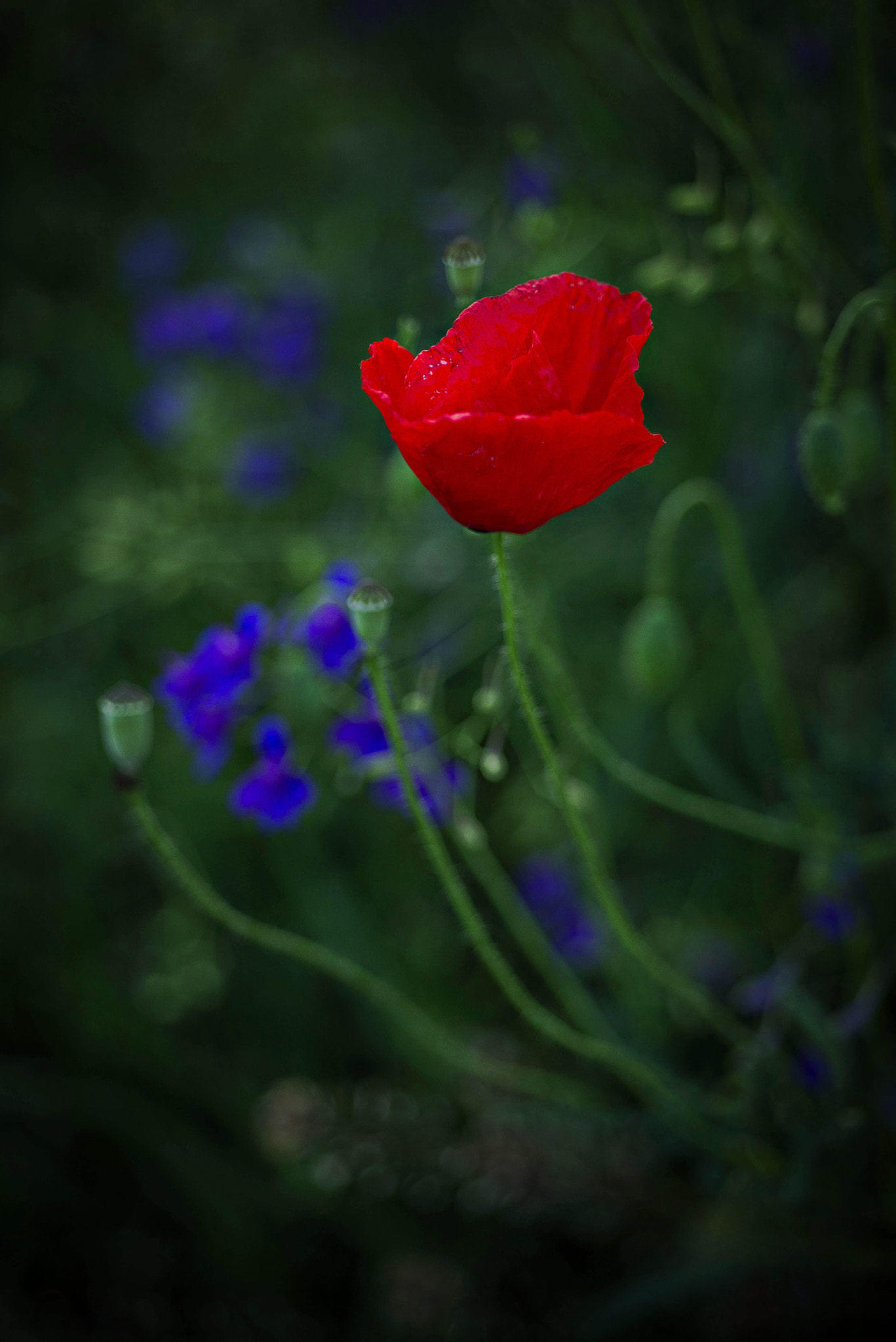Nikon D610 + Nikon AF Micro-Nikkor 60mm F2.8D sample photo. One of a kind photography