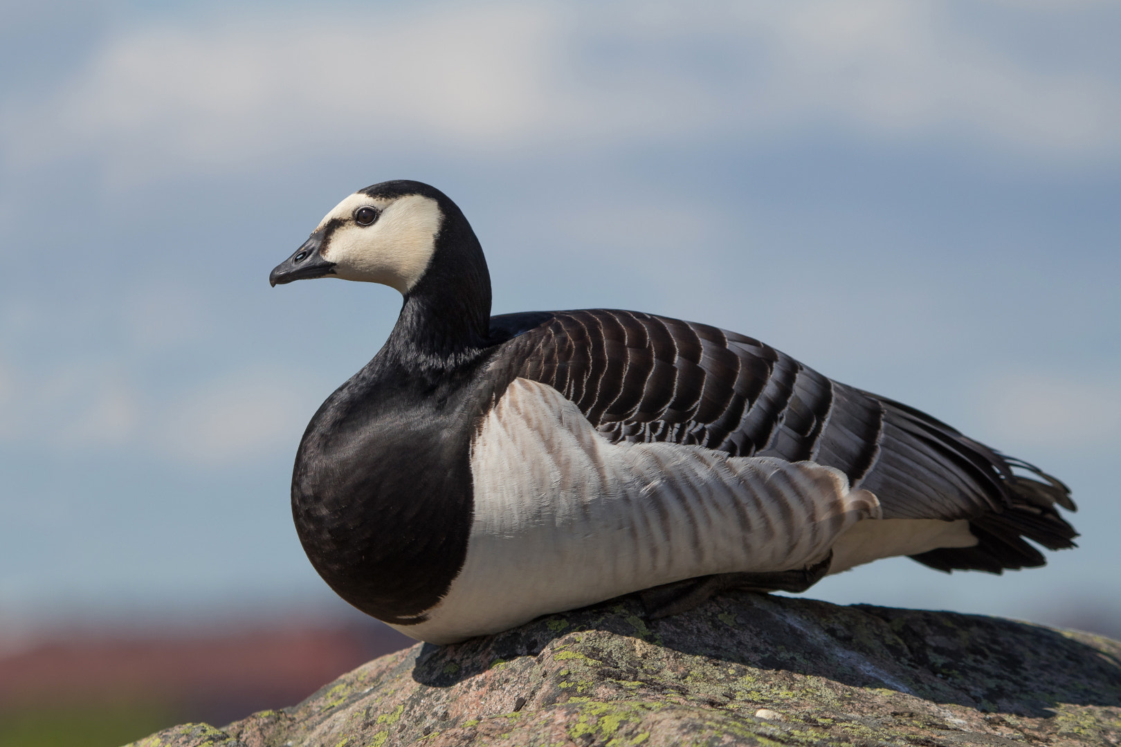 Canon EOS 80D + Canon EF 100-400mm F4.5-5.6L IS USM sample photo. Barnacle goose photography