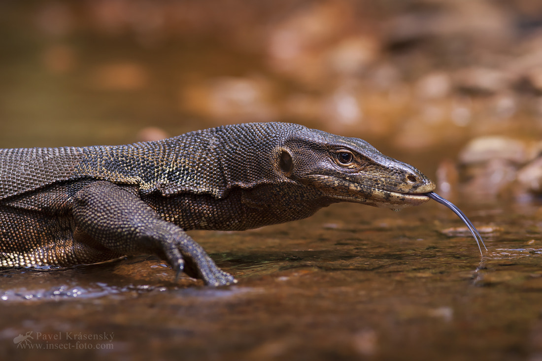 Canon EF 200mm F2.8L II USM sample photo. Water monitor (varanus salvator) from sumatra photography