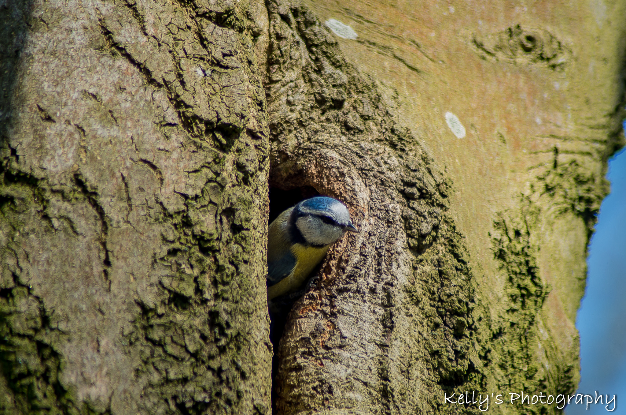 Pentax K-50 + Tamron AF 70-300mm F4-5.6 Di LD Macro sample photo. Blue tit  photography