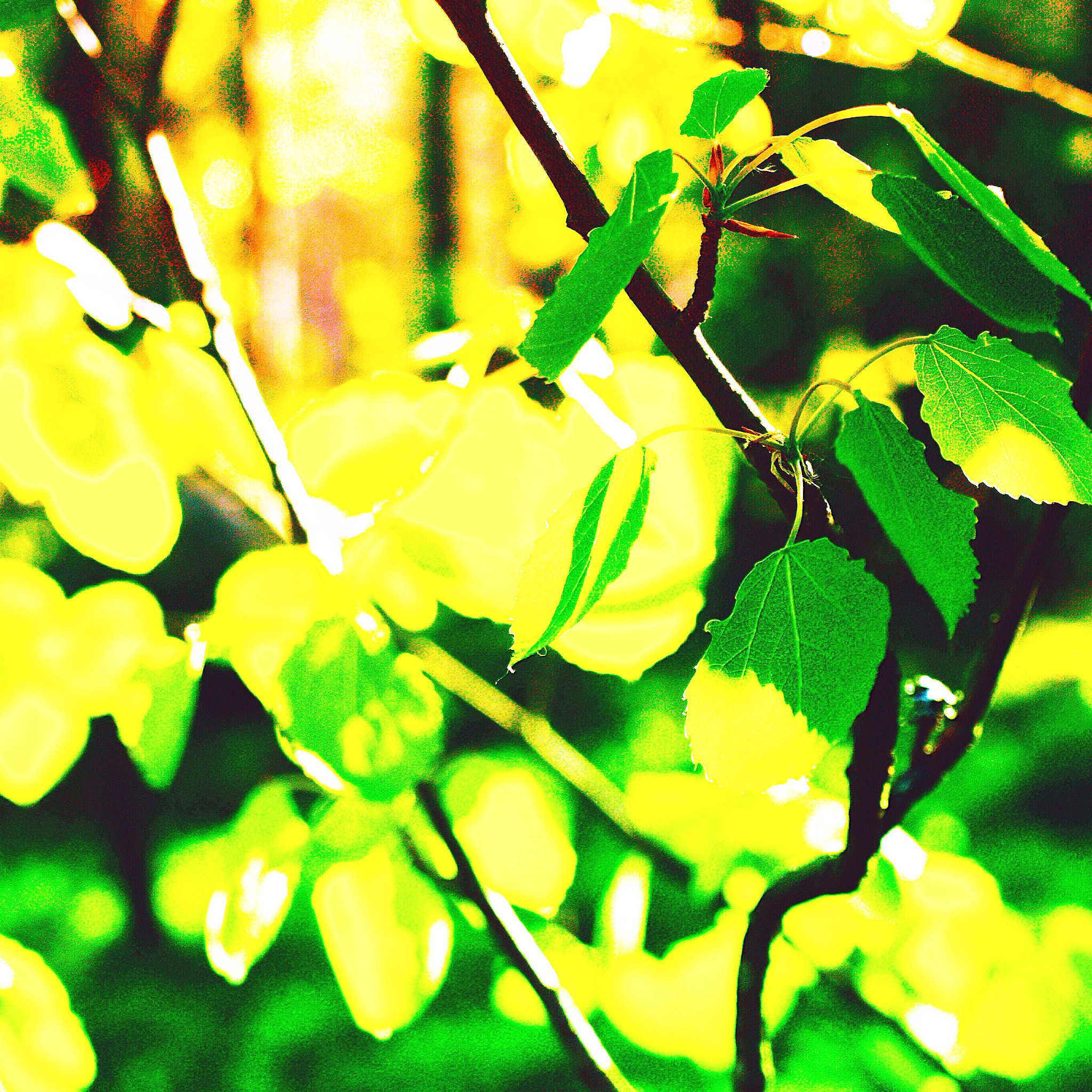 Olympus E-400 (EVOLT E-400) sample photo. Leaves of aspen. photography